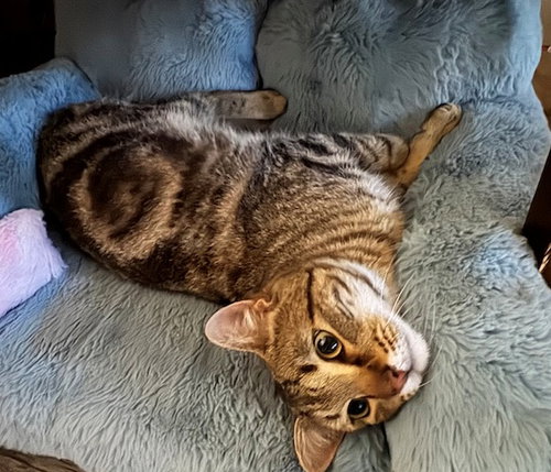 Photo 2 of BROADWICK #2008 - Offered by Owner - exotic Tabby
