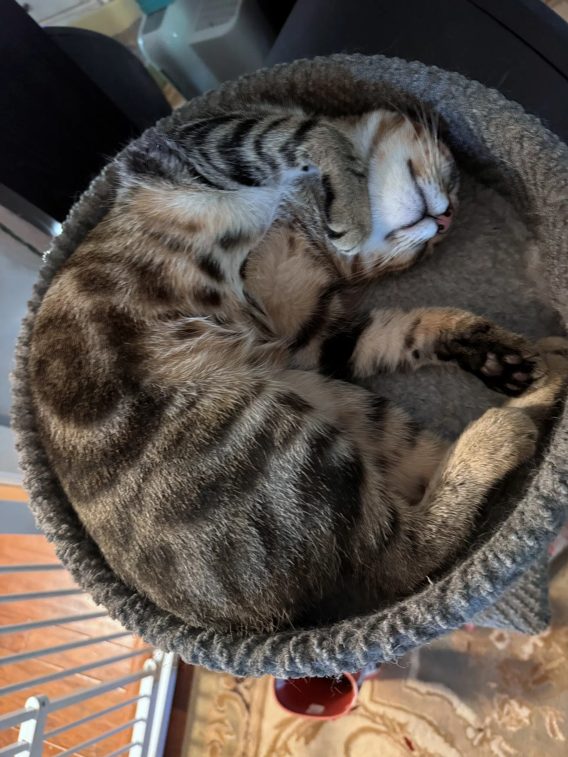 Broadwick  - Offered By Owner - Exotic Tabby image 3