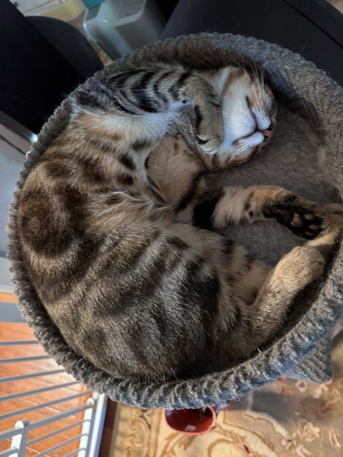 Photo 3 of BROADWICK #2008 - Offered by Owner - exotic Tabby