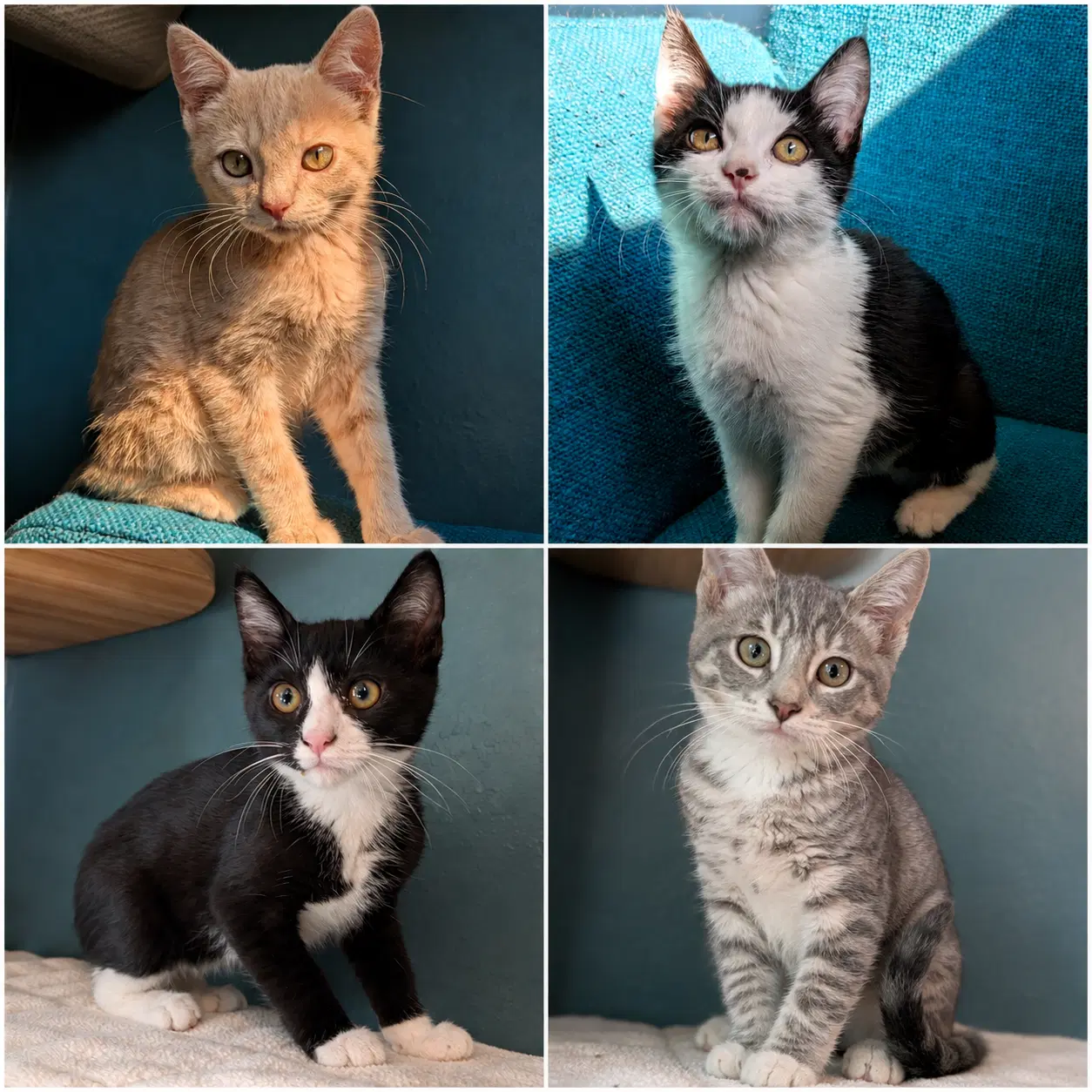 Lord Of The Rings Kittens - Domestic Short Hair