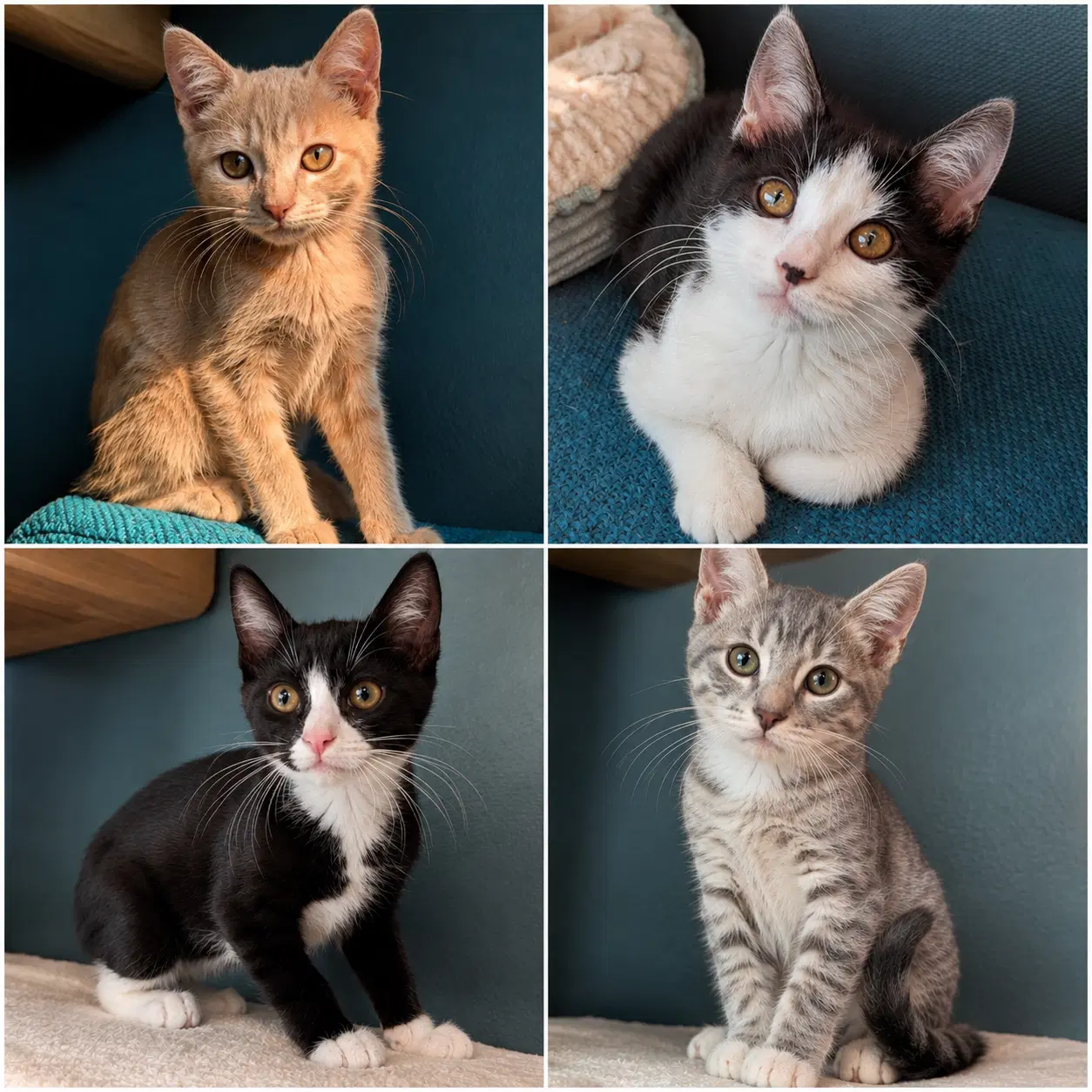 Lord Of The Rings Kittens - Domestic Short Hair