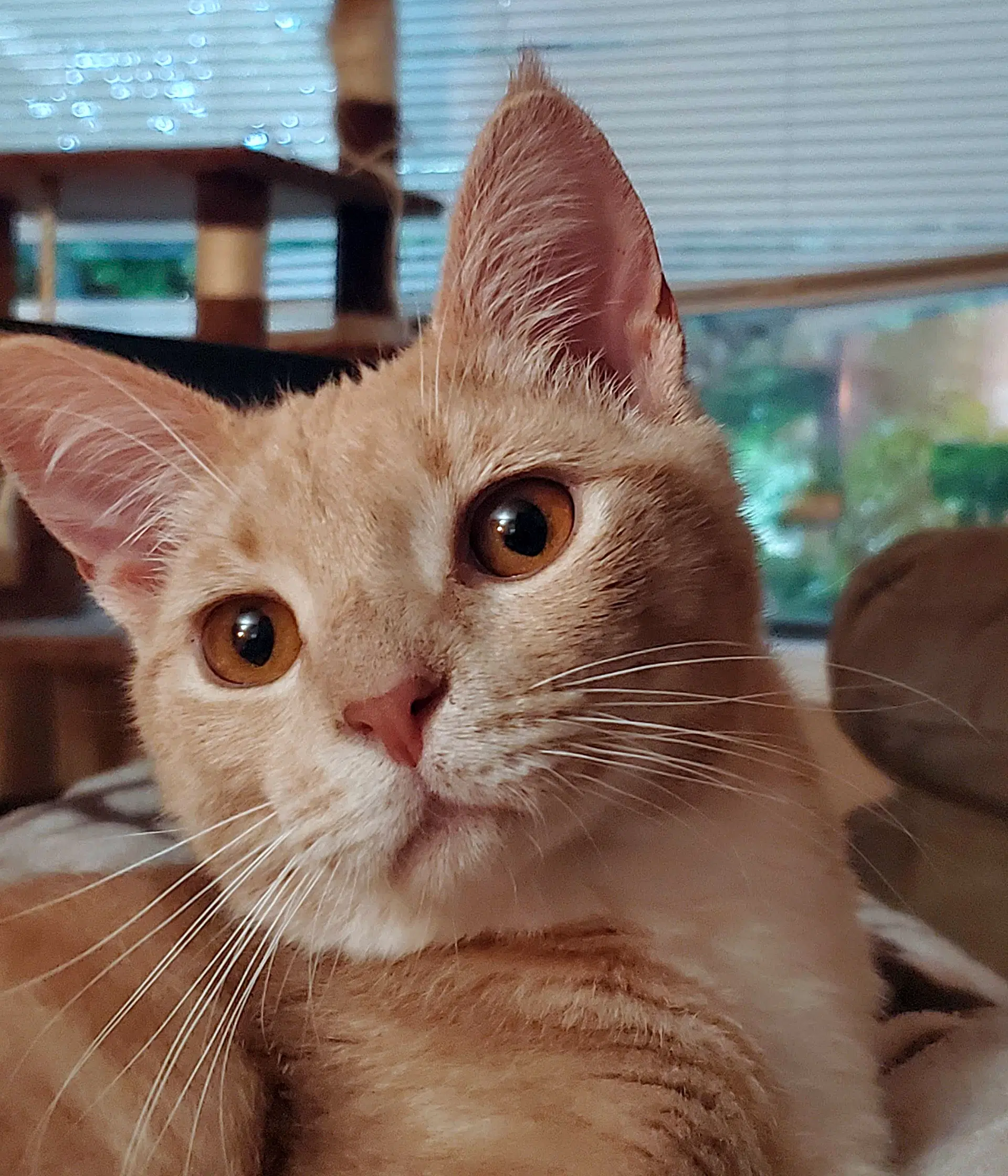 Kovu  - Offered By Owner - Tabby