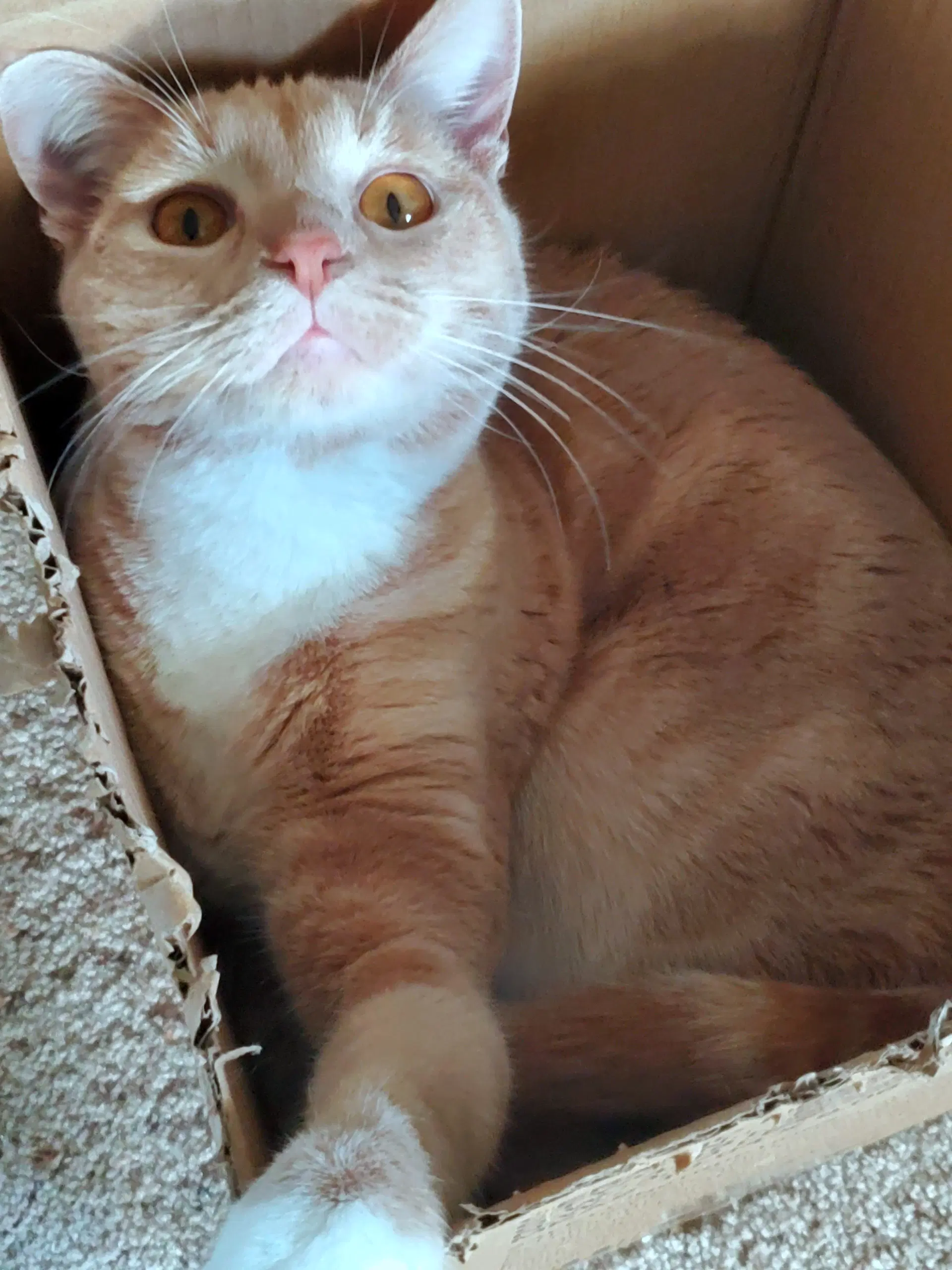 Kovu  - Offered By Owner image 2