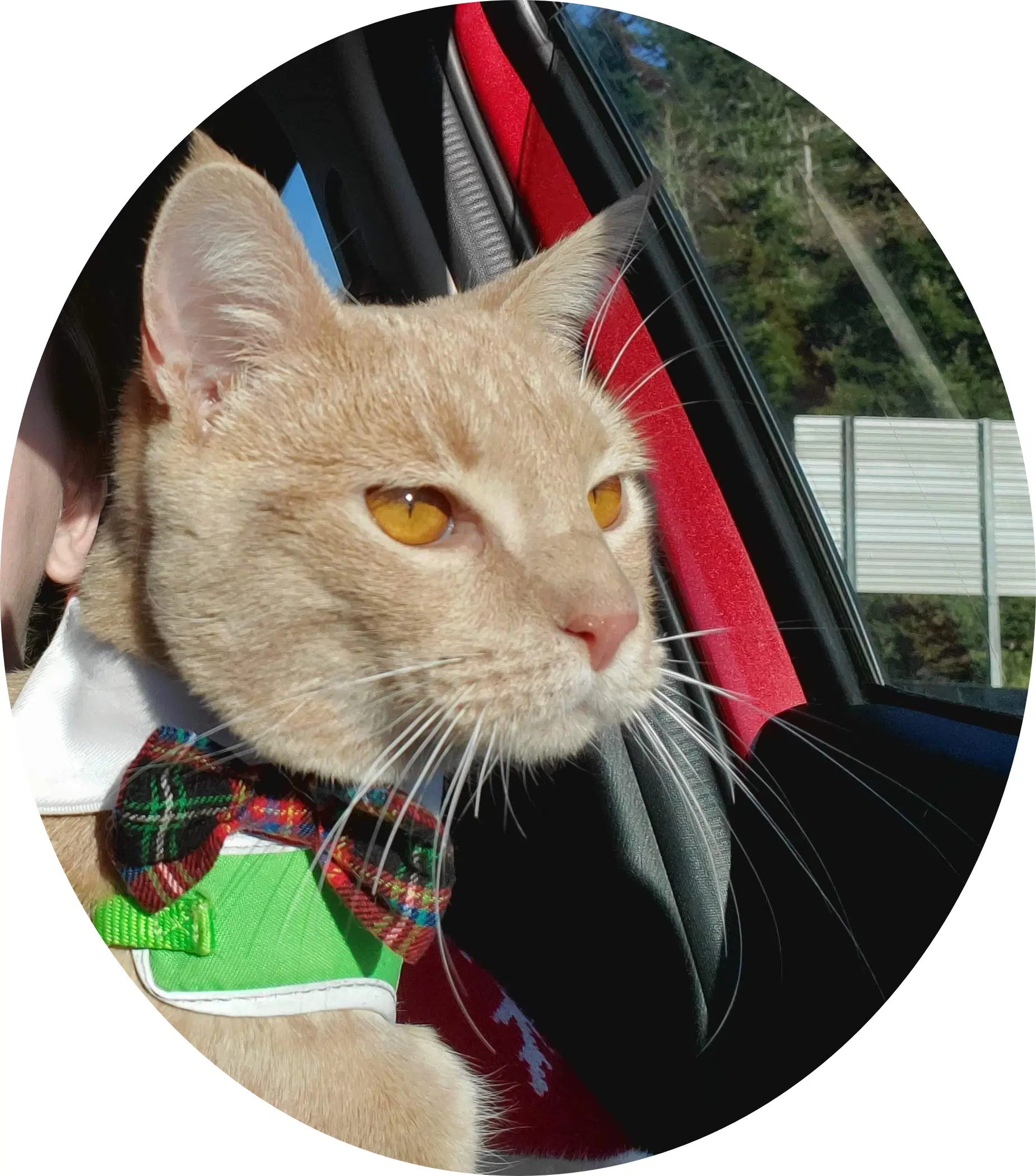 Kovu  - Offered By Owner image 3