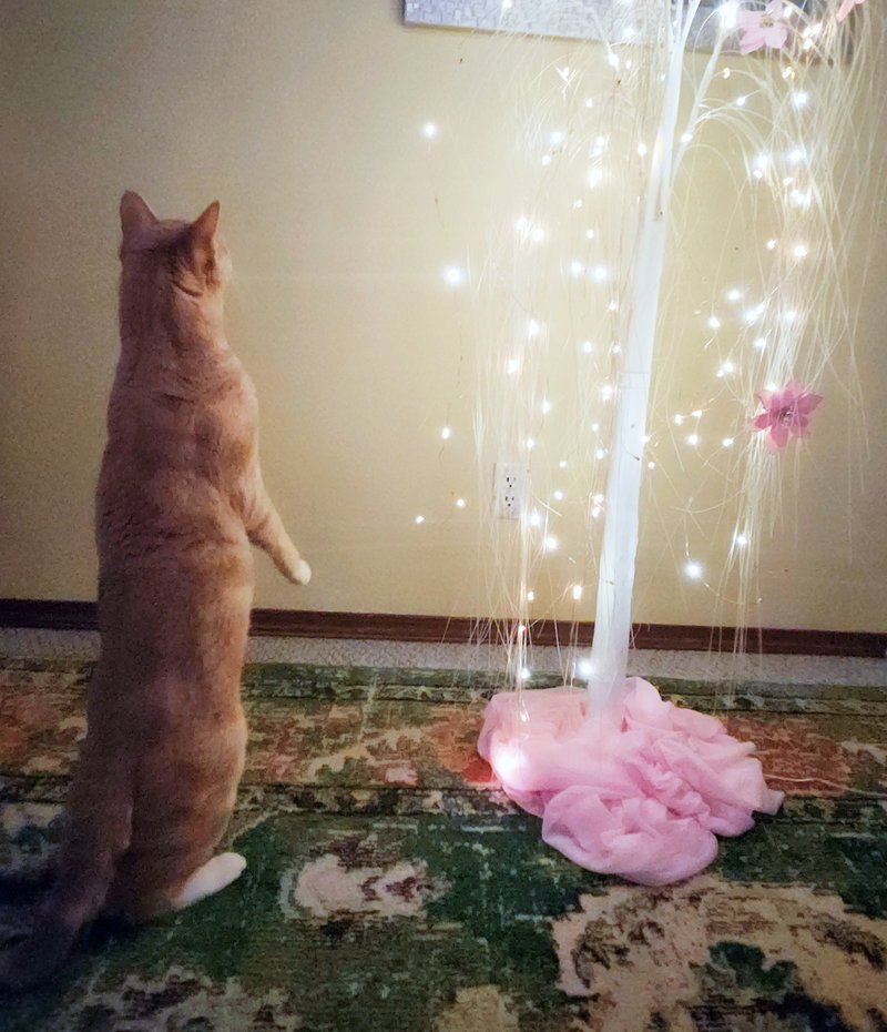 Kovu, photo 7