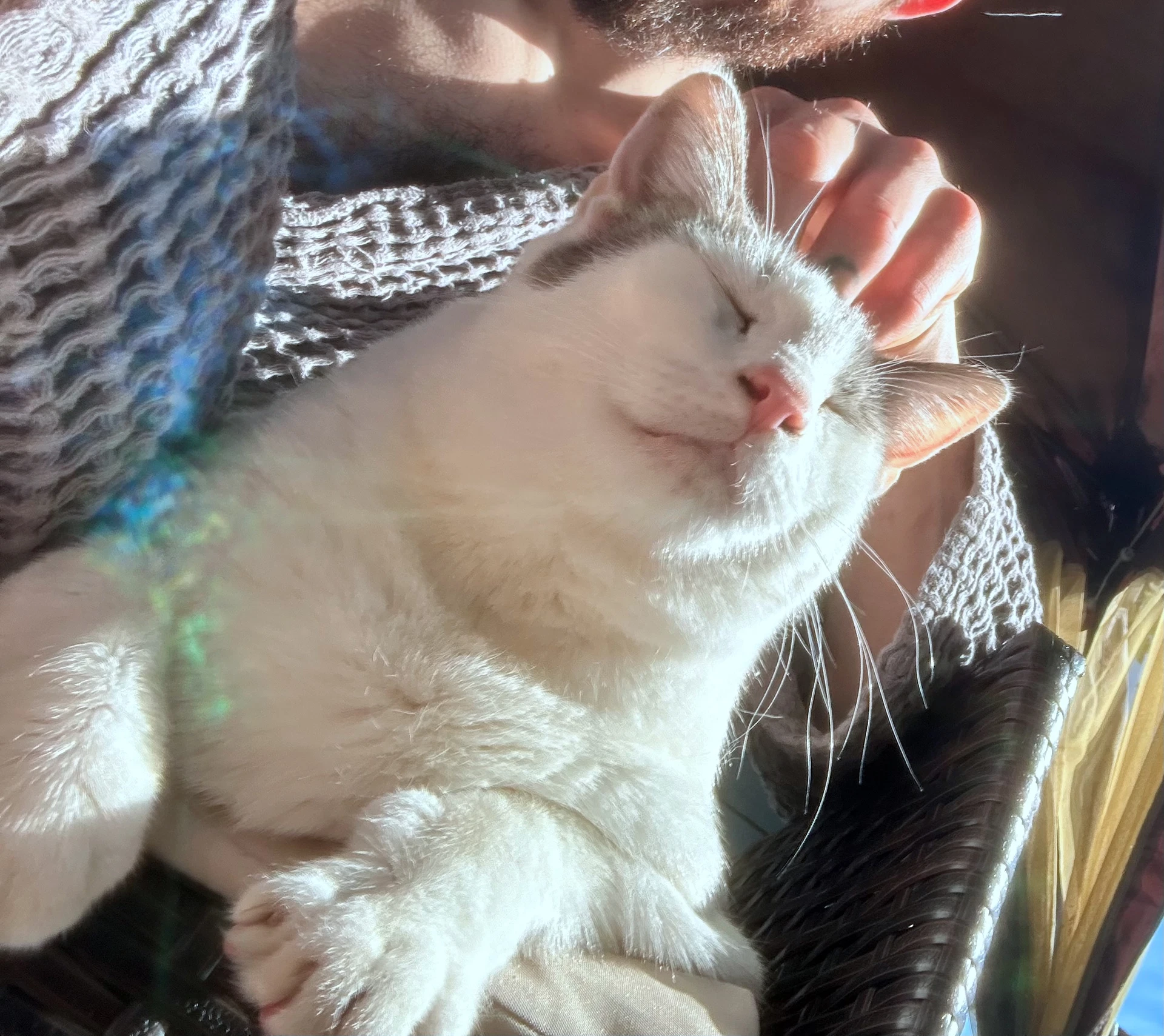 Tony  - Offered By Owner - Family Cat