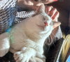 TONY #2011 - Offered by Owner - Family Cat