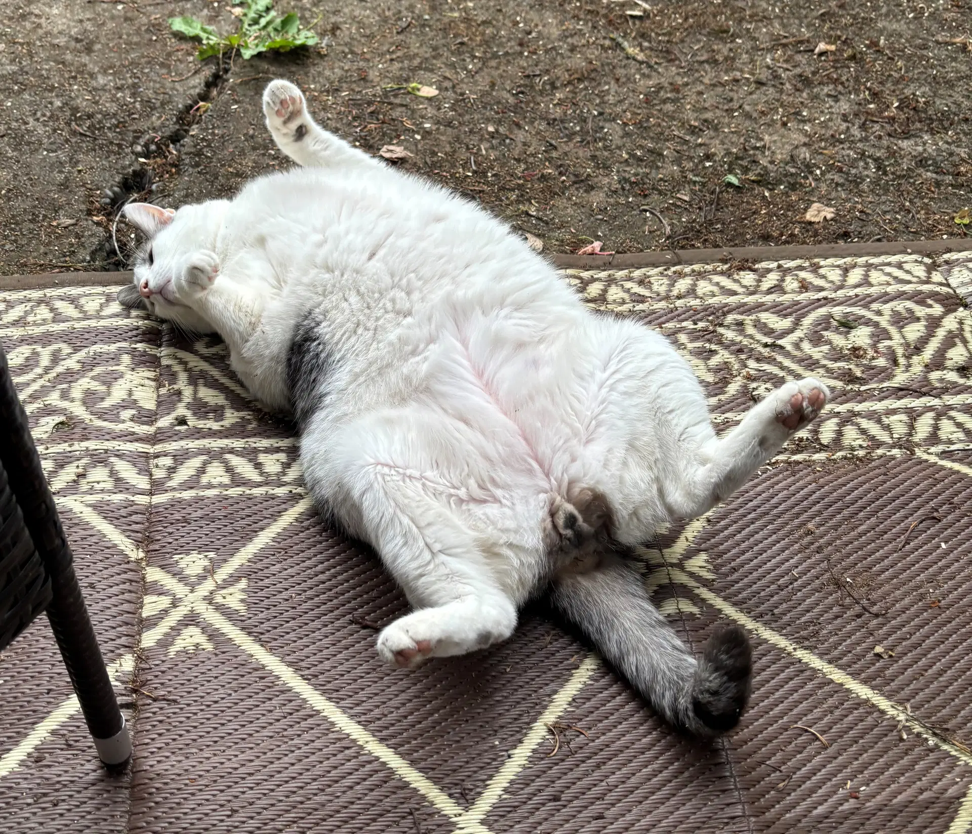 Tony  - Offered By Owner - Family Cat image 2