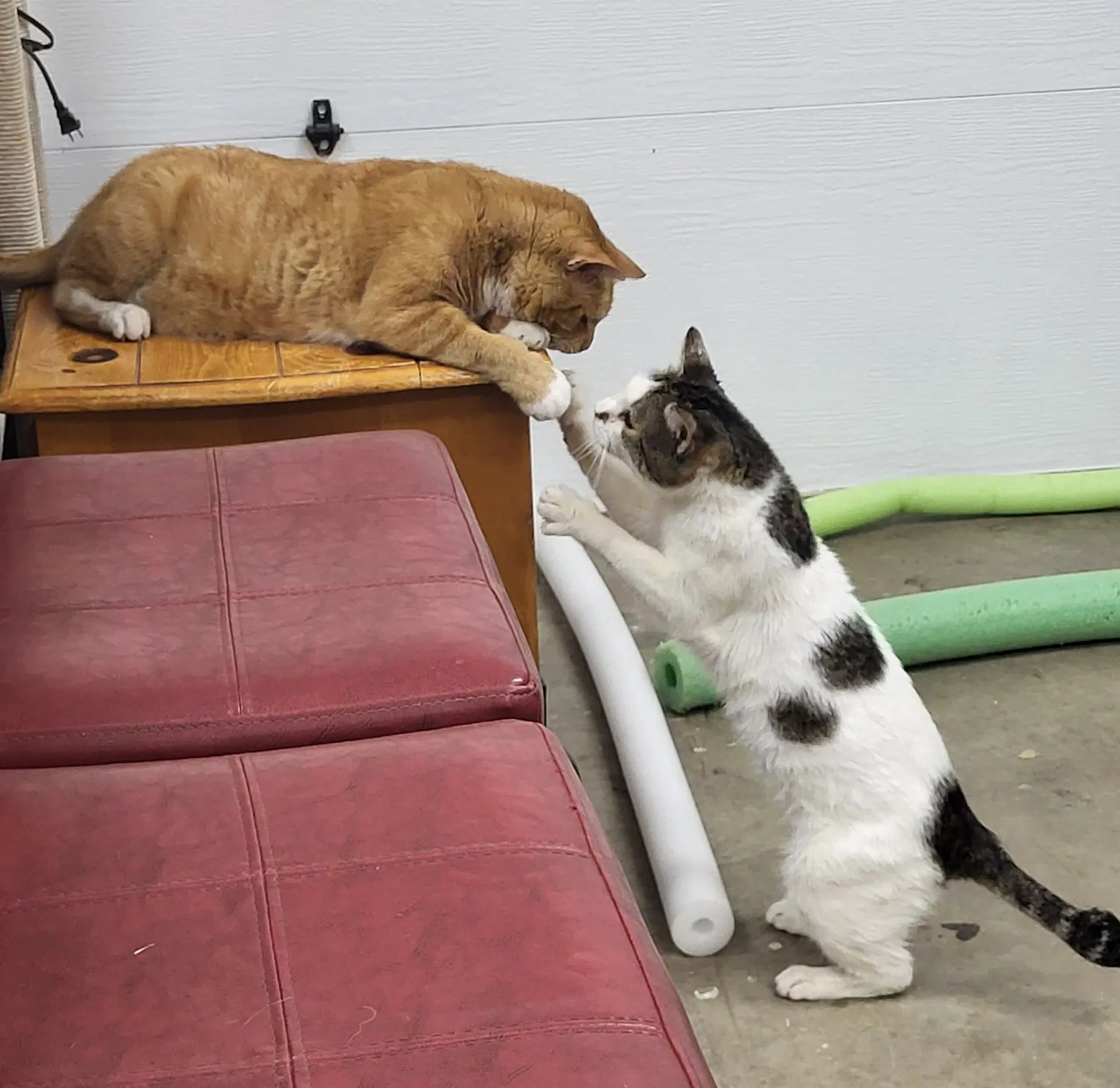 Sneezy  Popeye - Offered By Owner- - Domestic Short Hair