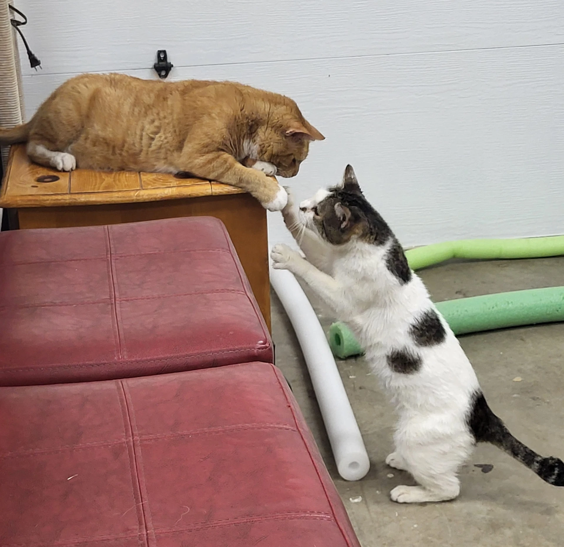 Sneezy  Popeye - Offered By Owner-