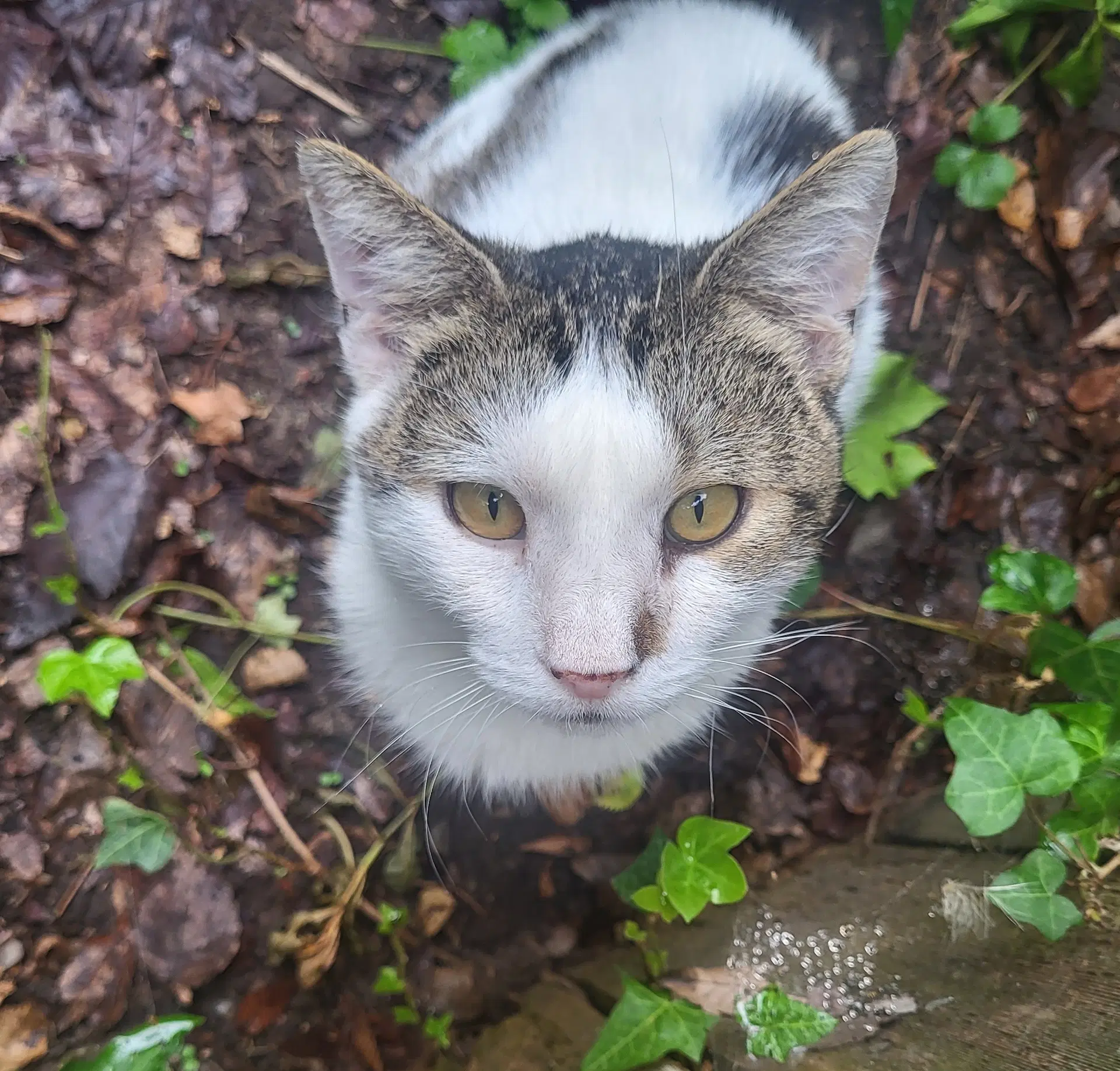 Sneezy  Popeye - Offered By Owner- image 2