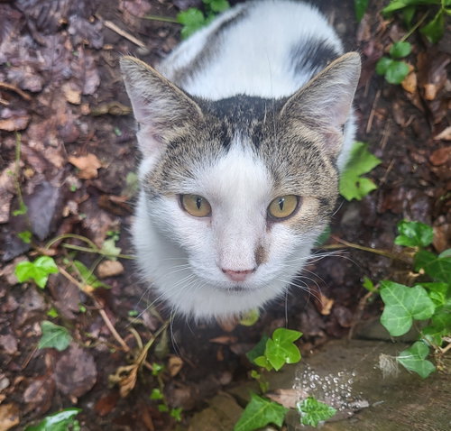 Photo 2 of SNEEZY & POPEYE #2012- Offered by Owner-