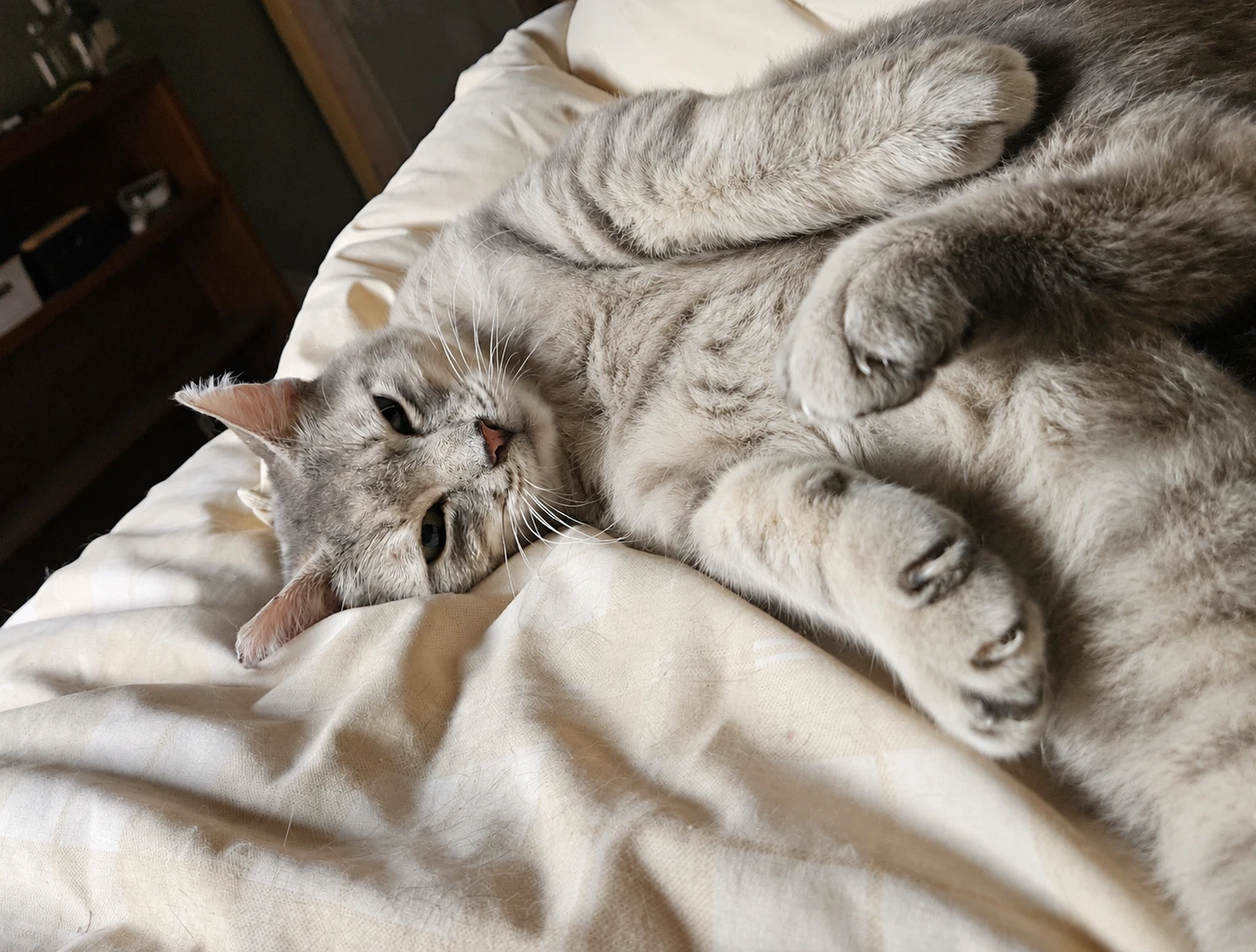 Pauly  - Offered By Owner - Sweet Fiv