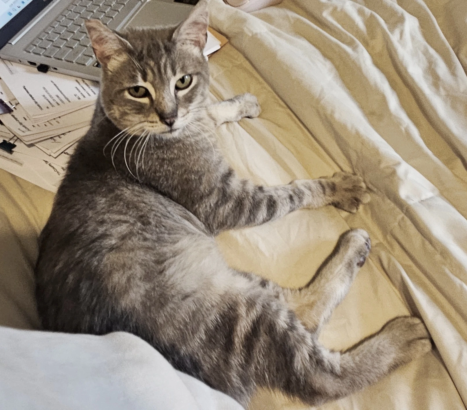 Pauly  - Offered By Owner - Sweet Fiv