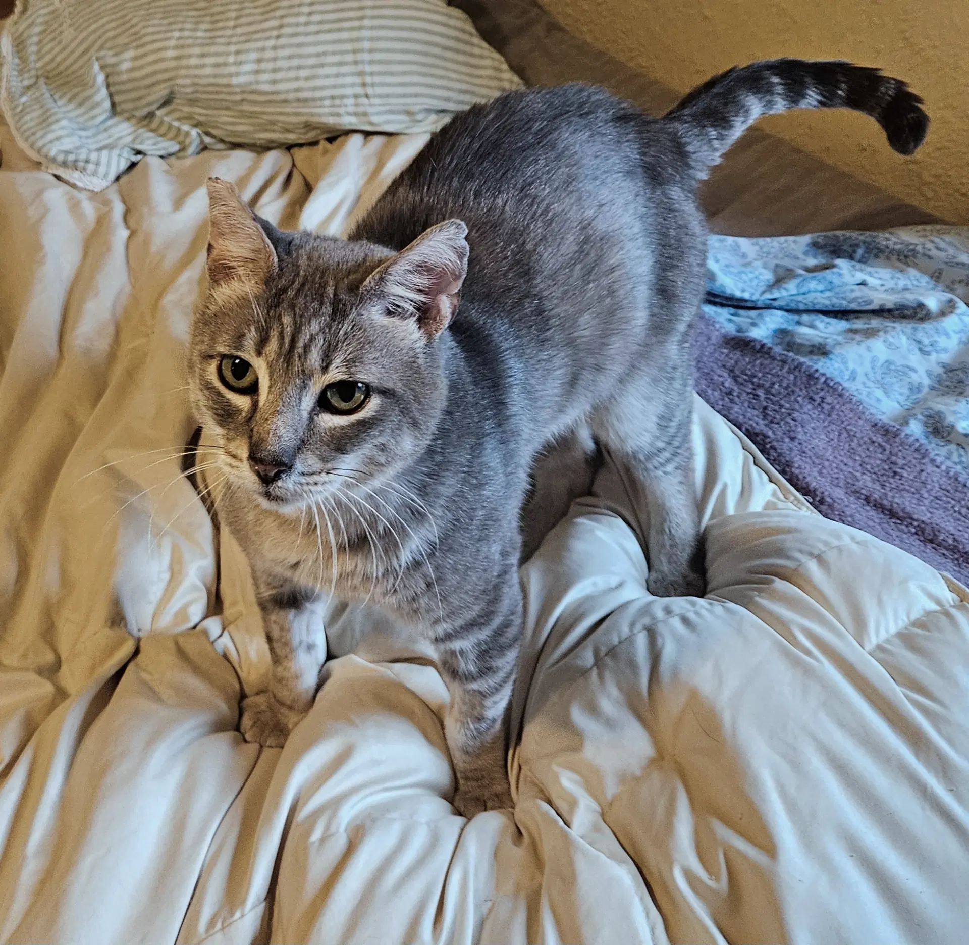 Pauly  - Offered By Owner - Sweet Fiv image 2