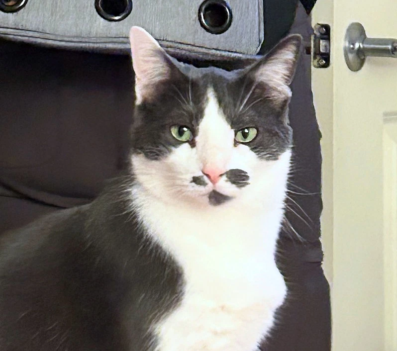 Oliver  - Offered By Owner- Outgoing Male