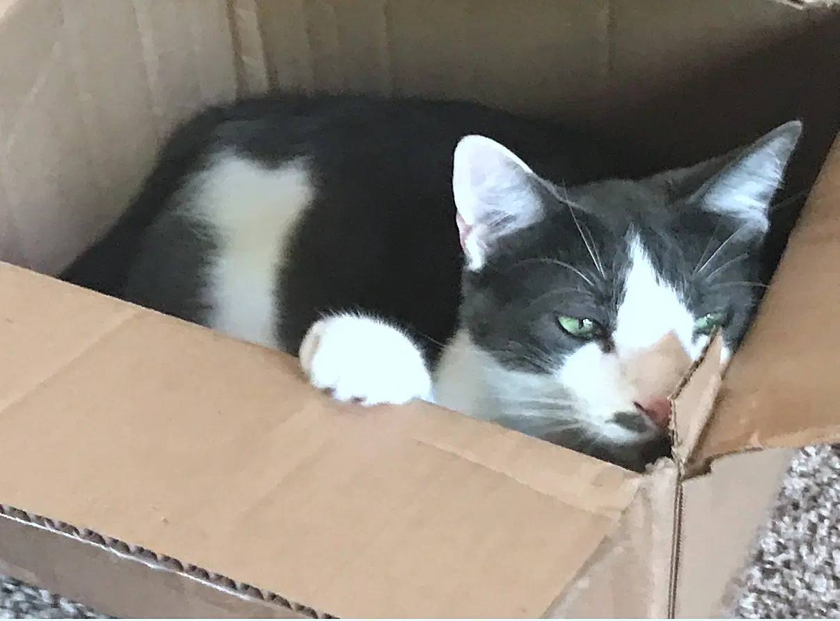 Oliver  - Offered By Owner- Outgoing Male image 2