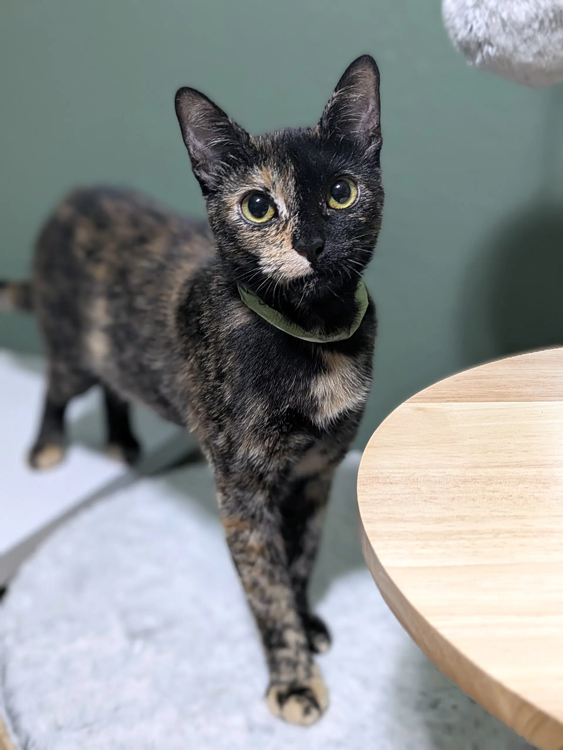 Galadriel - Natural Pest Control -Outsidebarn Cat - Tortoiseshell