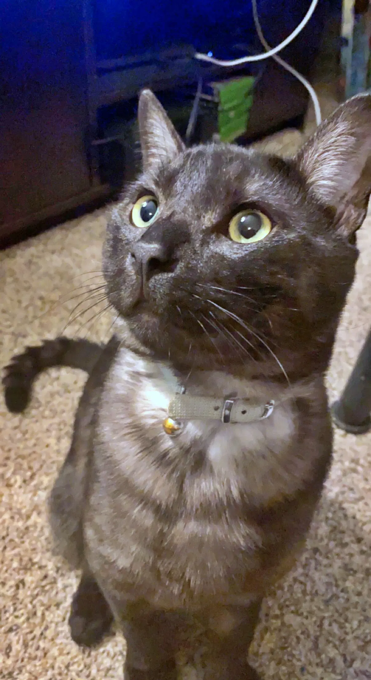 Mochi  - Offered By Owner - Solo Pet - Domestic Short Hair