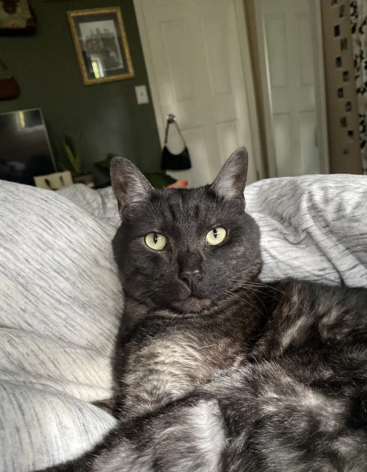 Mochi  - Offered By Owner - Solo Pet image 2