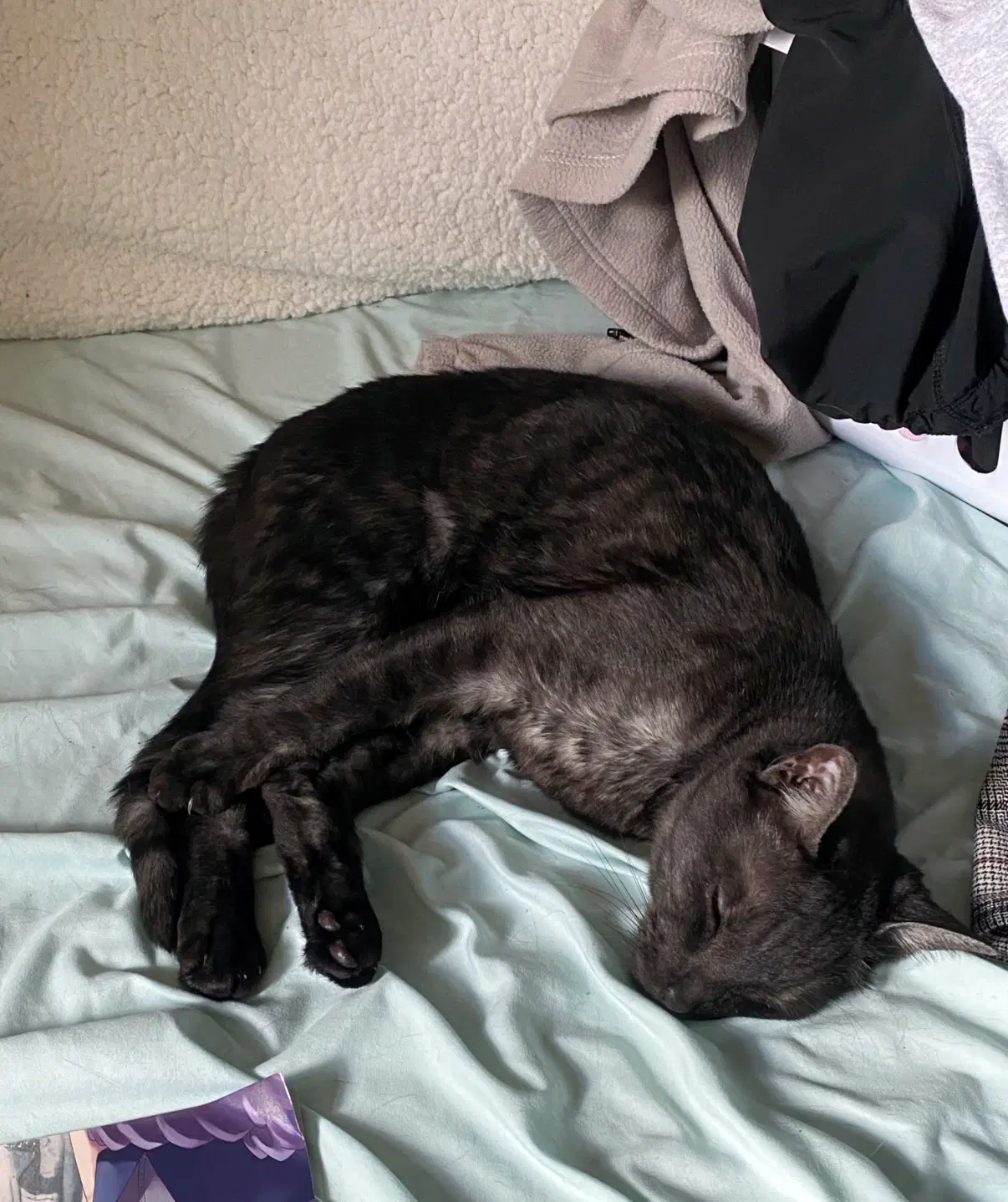 Mochi  - Offered By Owner - Solo Pet image 3