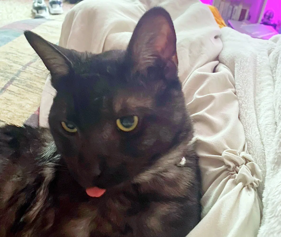 Mochi  - Offered By Owner - Solo Pet image 4