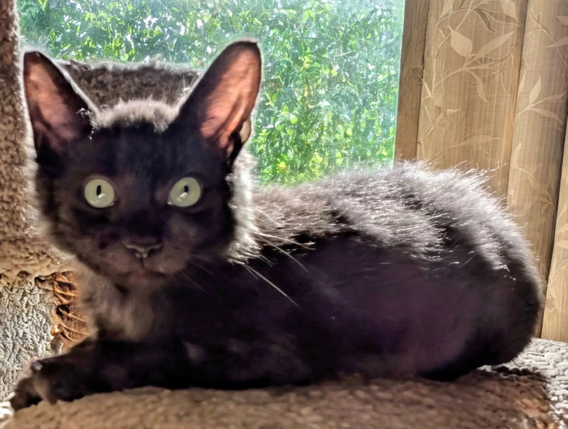 Eeny And Kitten Siblings Miny And Mo - Domestic Medium Hair