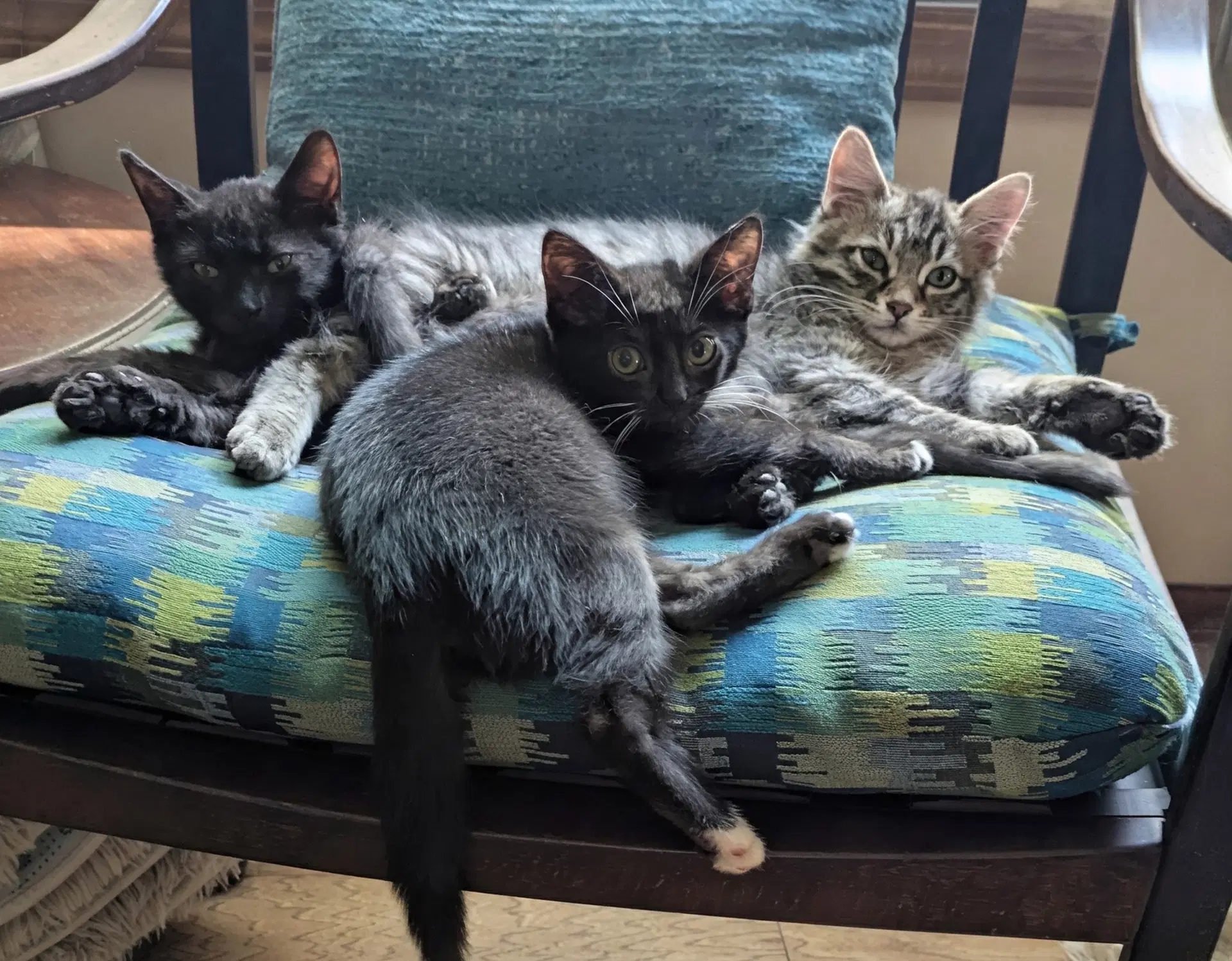 Mo -And Siblings Miny And Eeny image 2