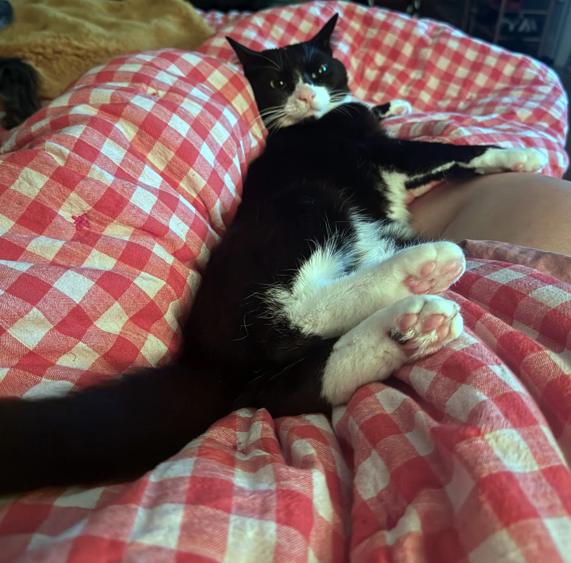 Salt  - Offered By Owner - No Cats  Dogs Ok - Tuxedo