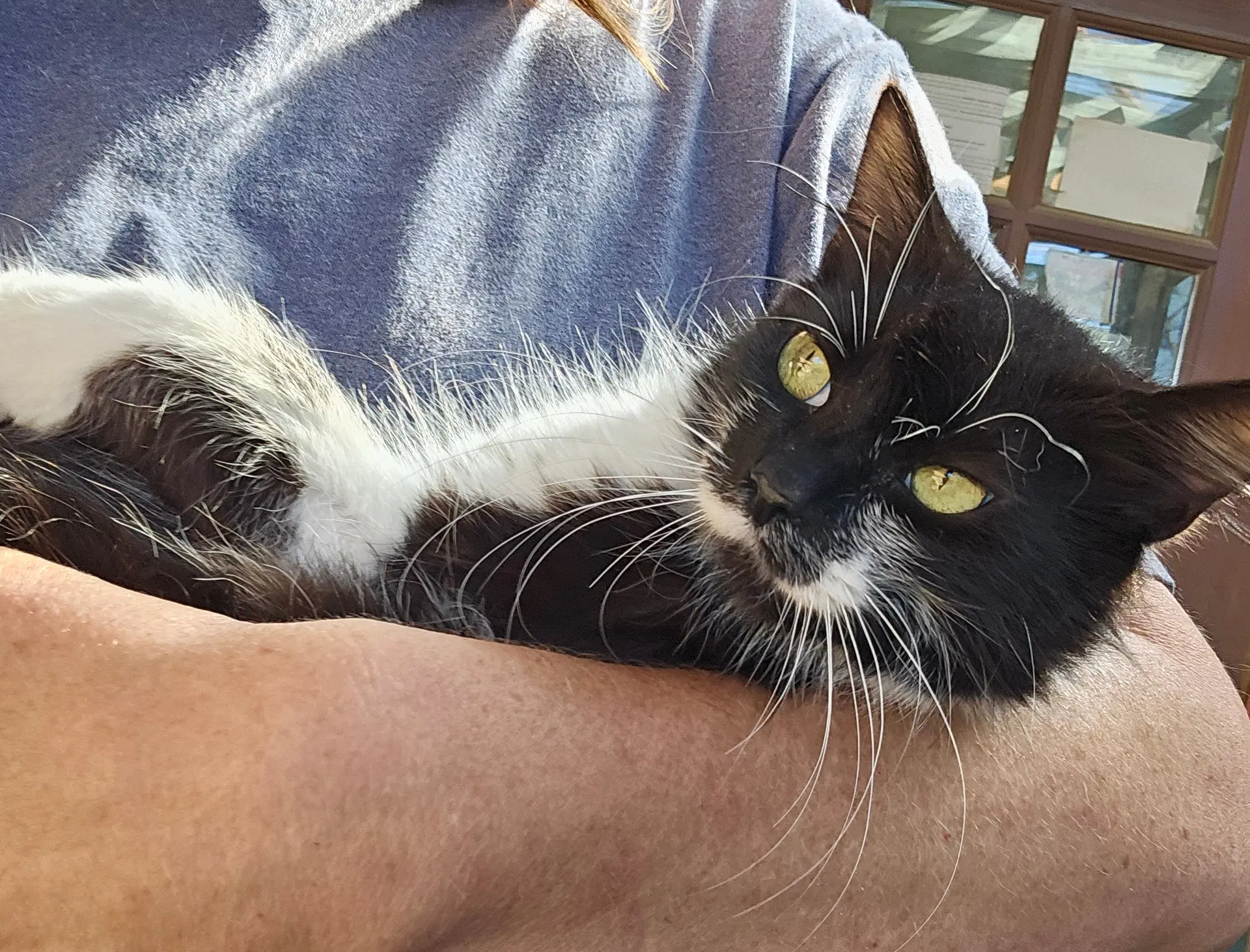 Gidget  - Offered By Owner - - Tuxedo