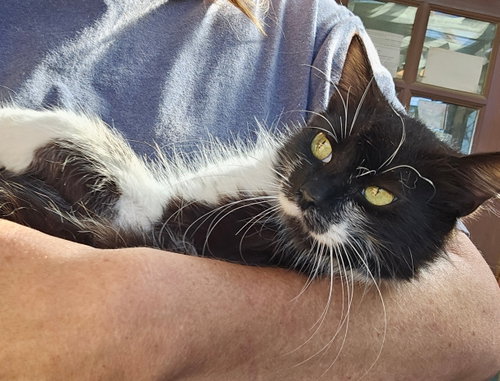 GIDGET #2024 - Offered by Owner -, a cat for adoption from Cat's Cradle Rescue