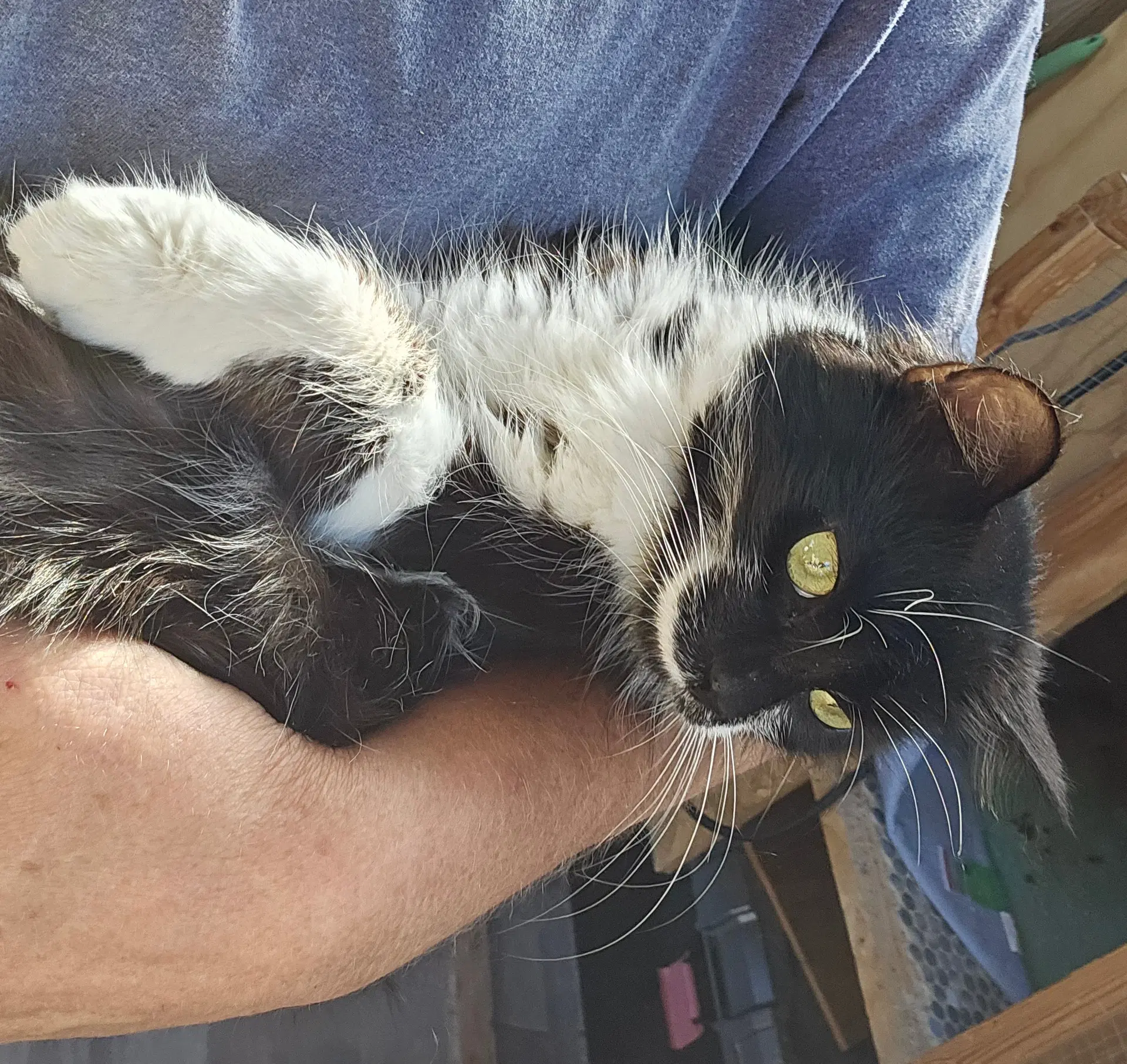 Gidget  - Offered By Owner - image 2