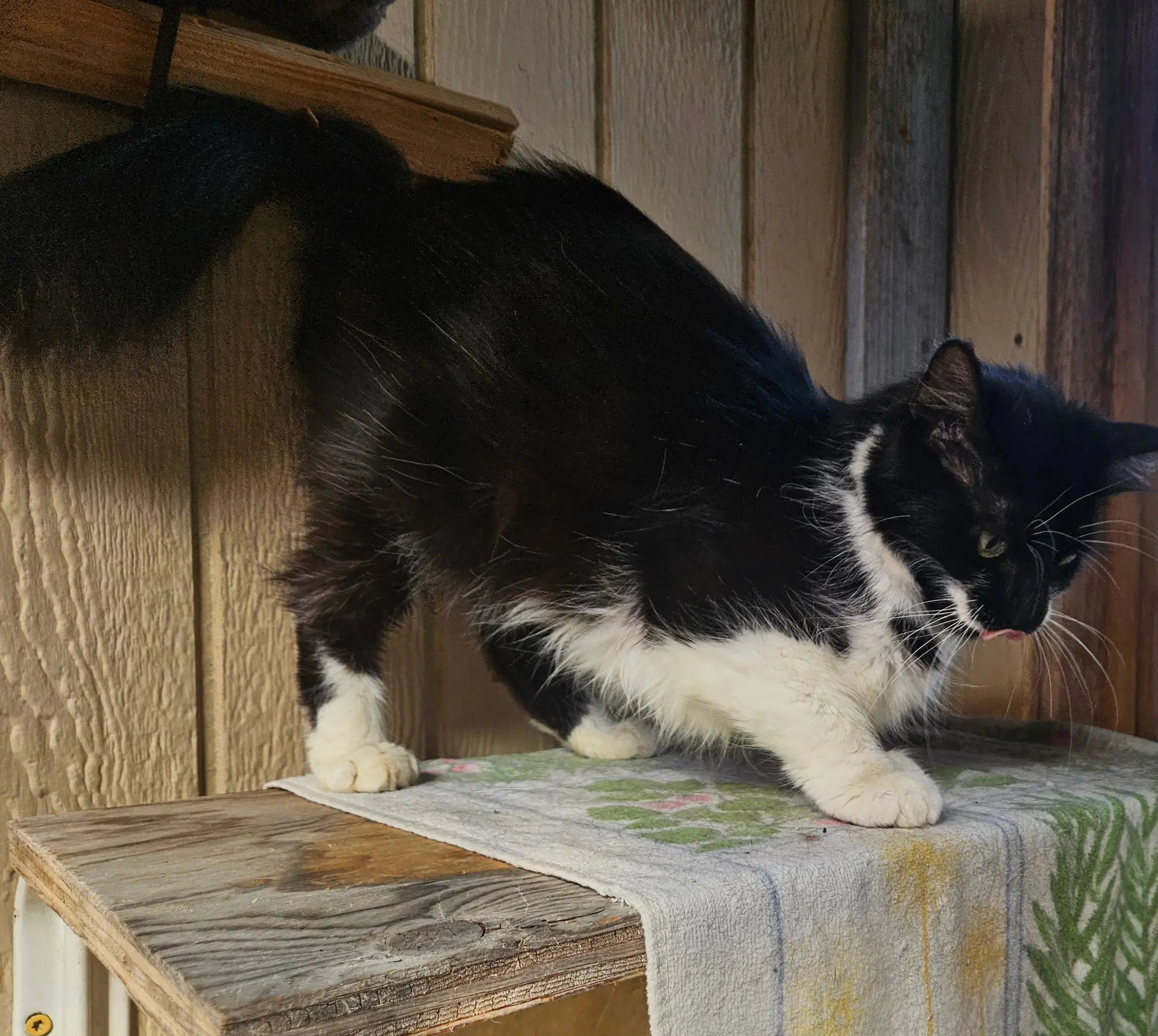 Gidget  - Offered By Owner - image 3