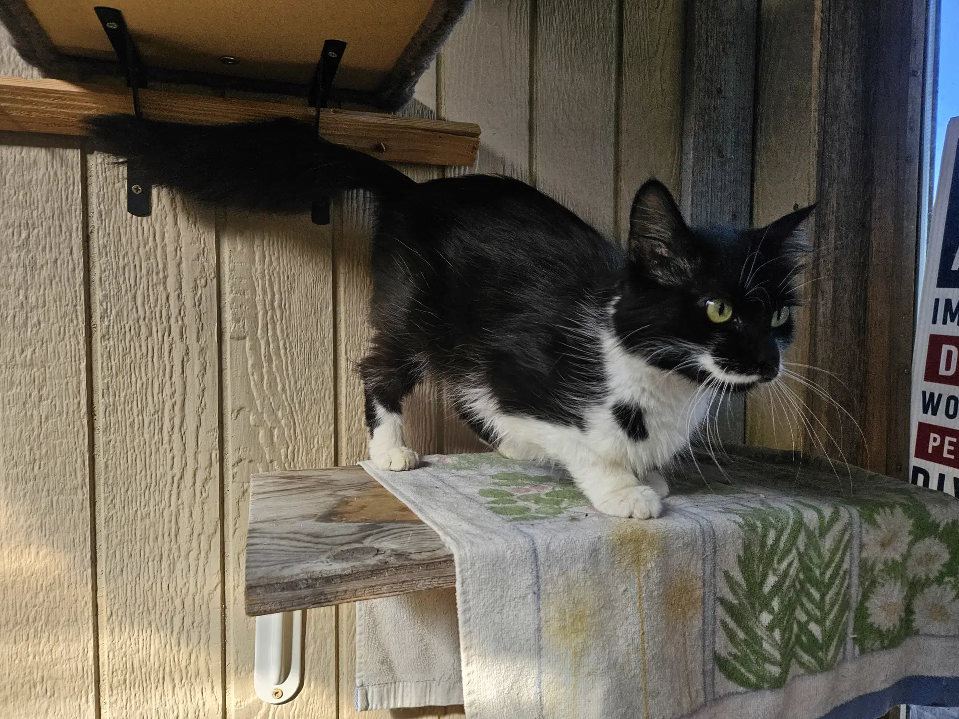 Gidget  - Offered By Owner - image 4