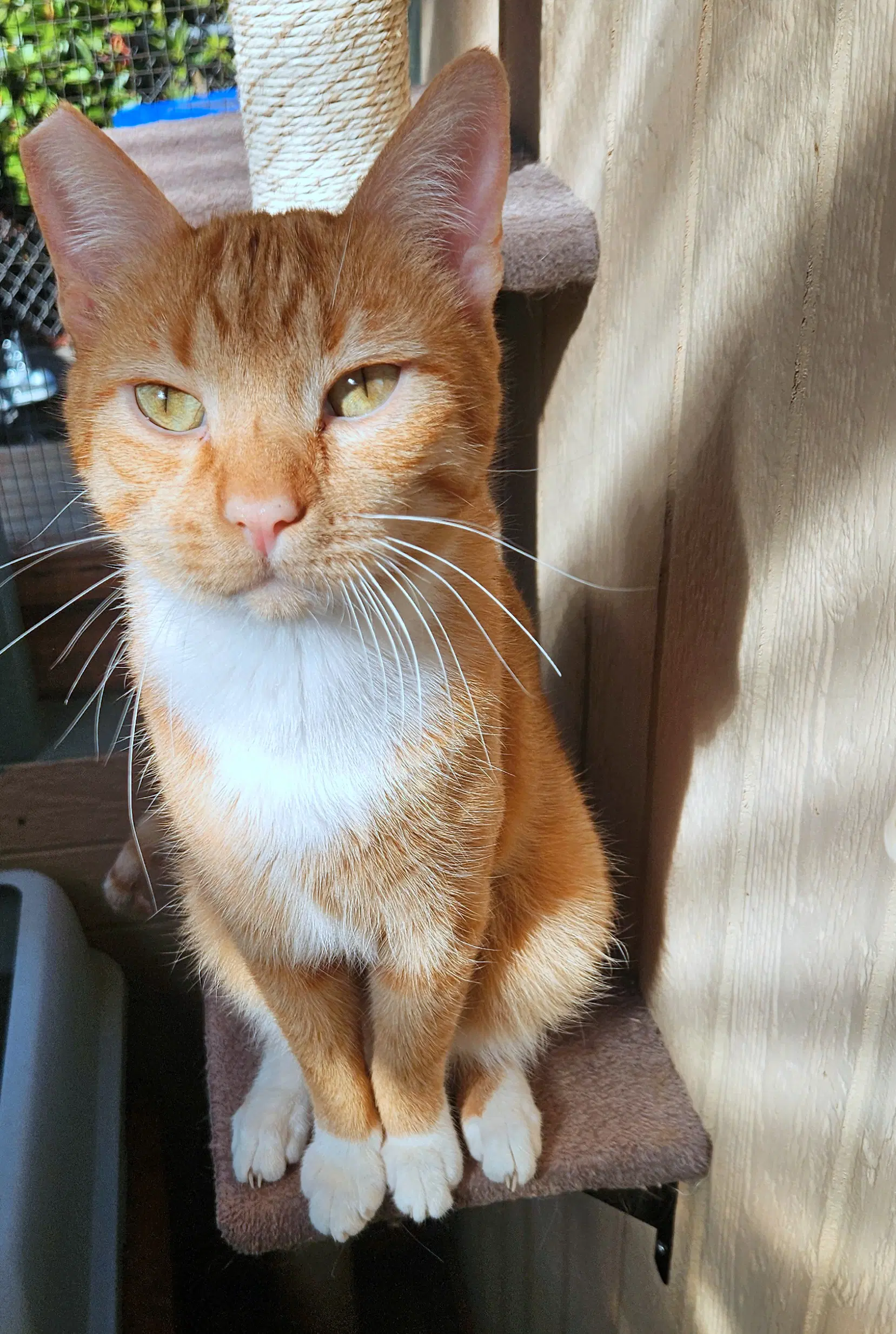 Cheddar  - Offered By Owner - Big  Friendly - Tabby