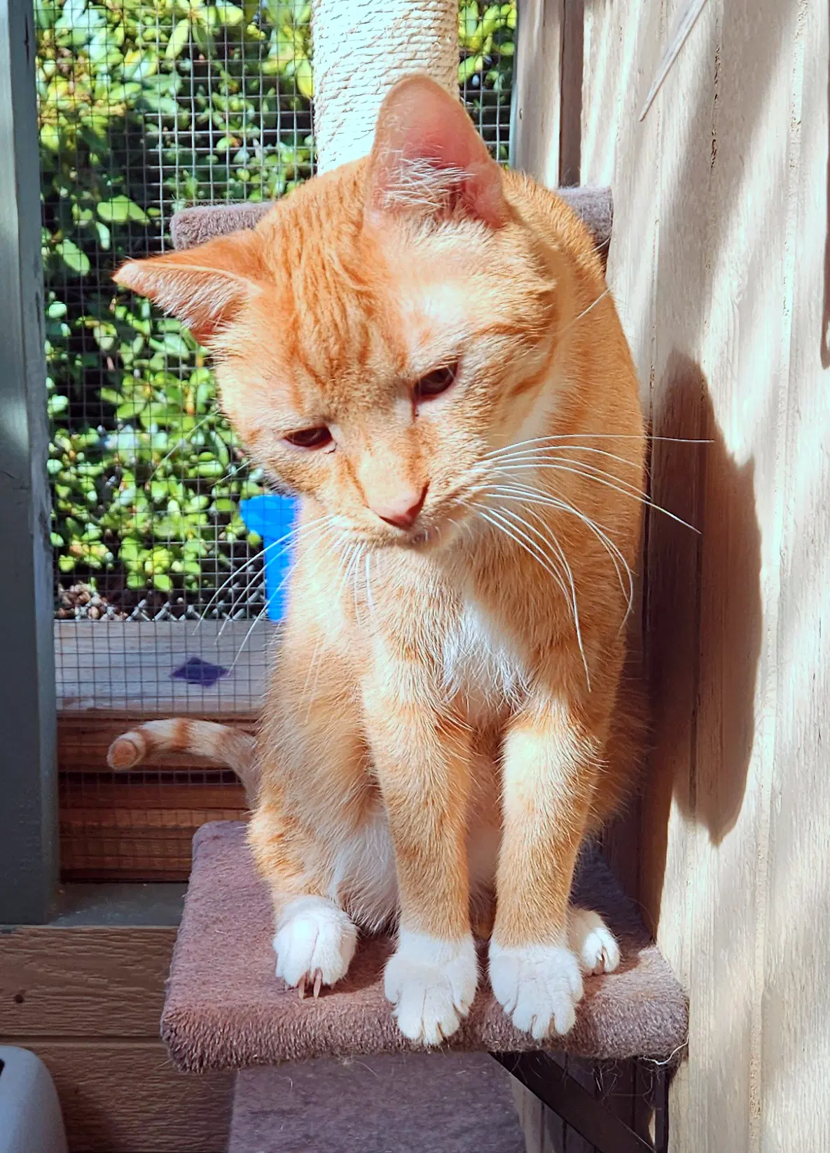 Cheddar  - Offered By Owner - Big  Friendly image 2