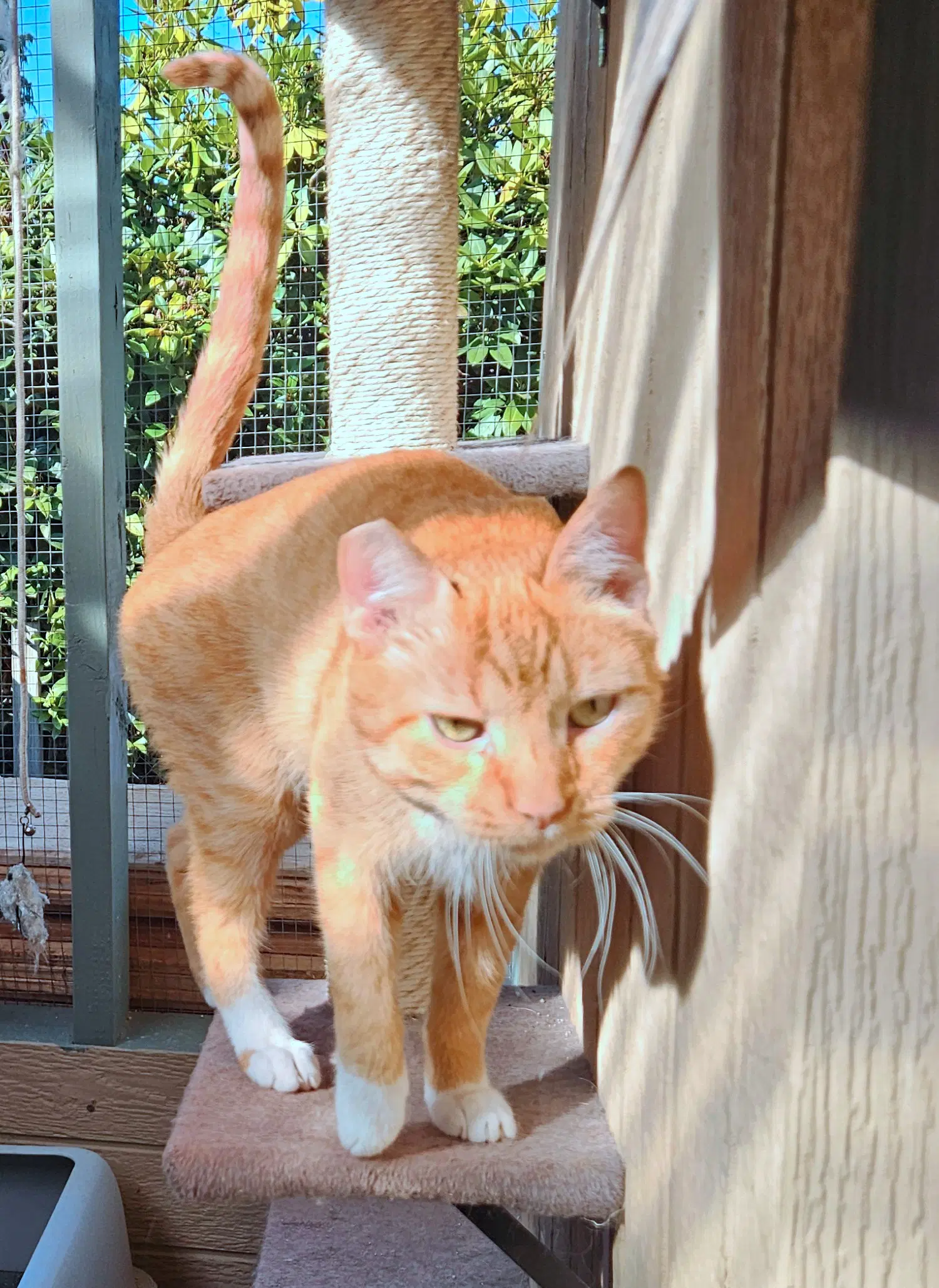 Cheddar  - Offered By Owner - Big  Friendly image 3
