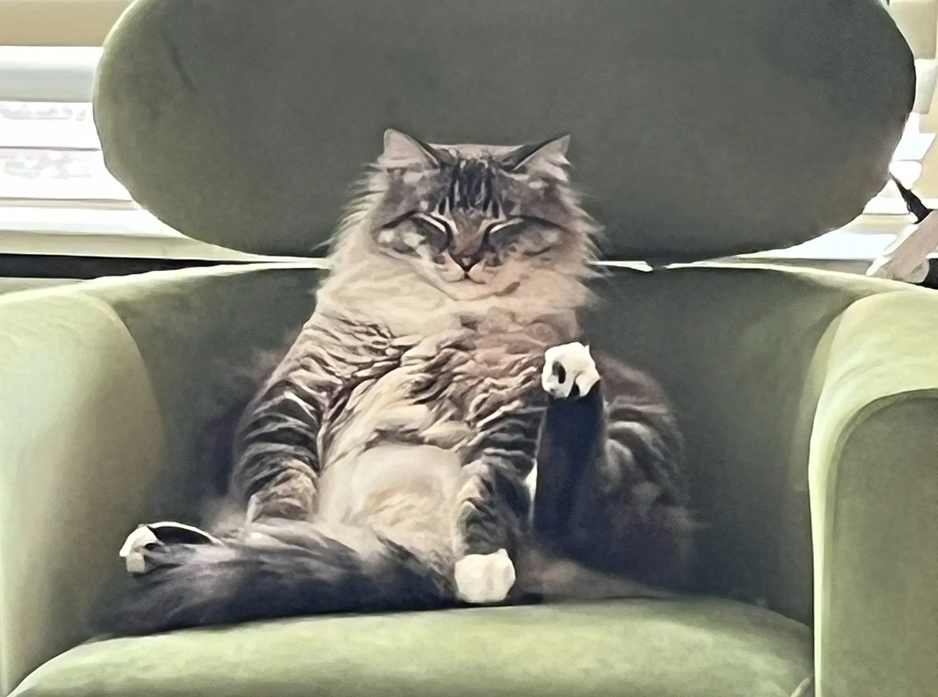 Mouse  - Offered By Owner - Sweet Family Guy - Domestic Long Hair