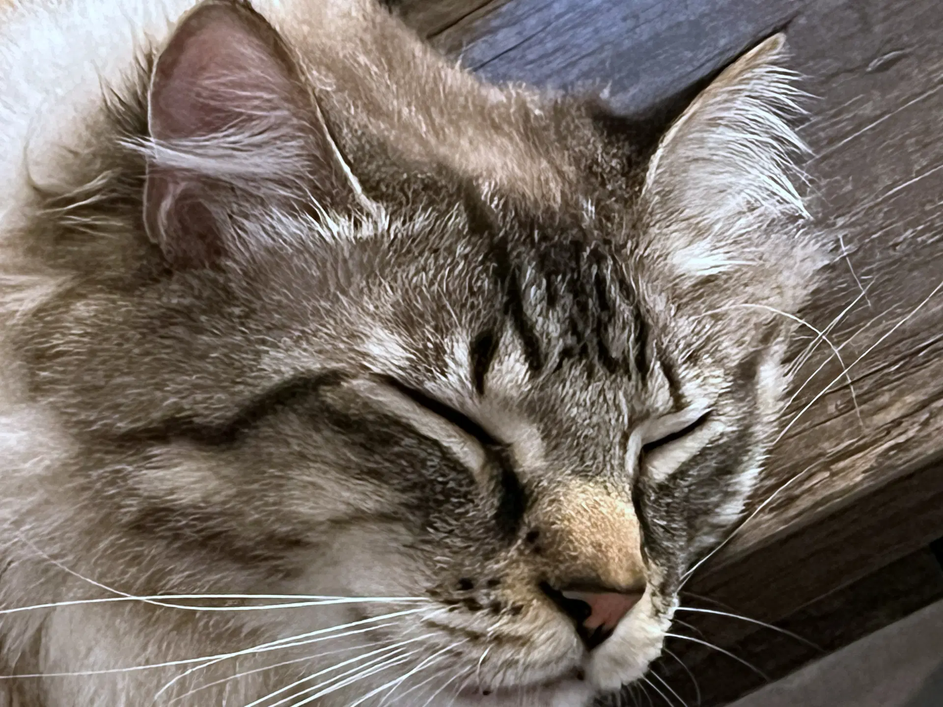 Mouse  - Offered By Owner - Sweet Family Guy image 3