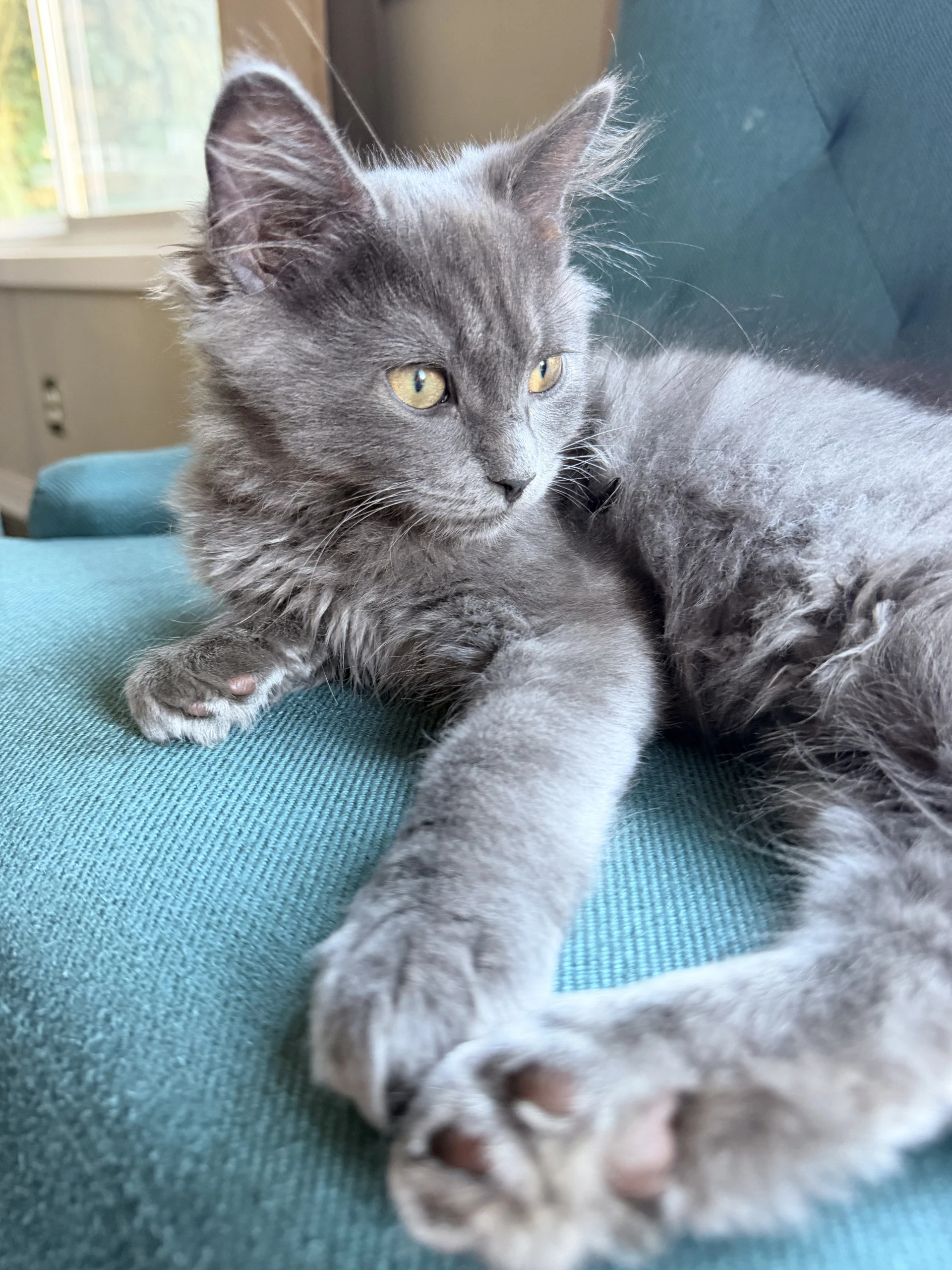 Sardine - Foodie Kitten Litter And Siblings