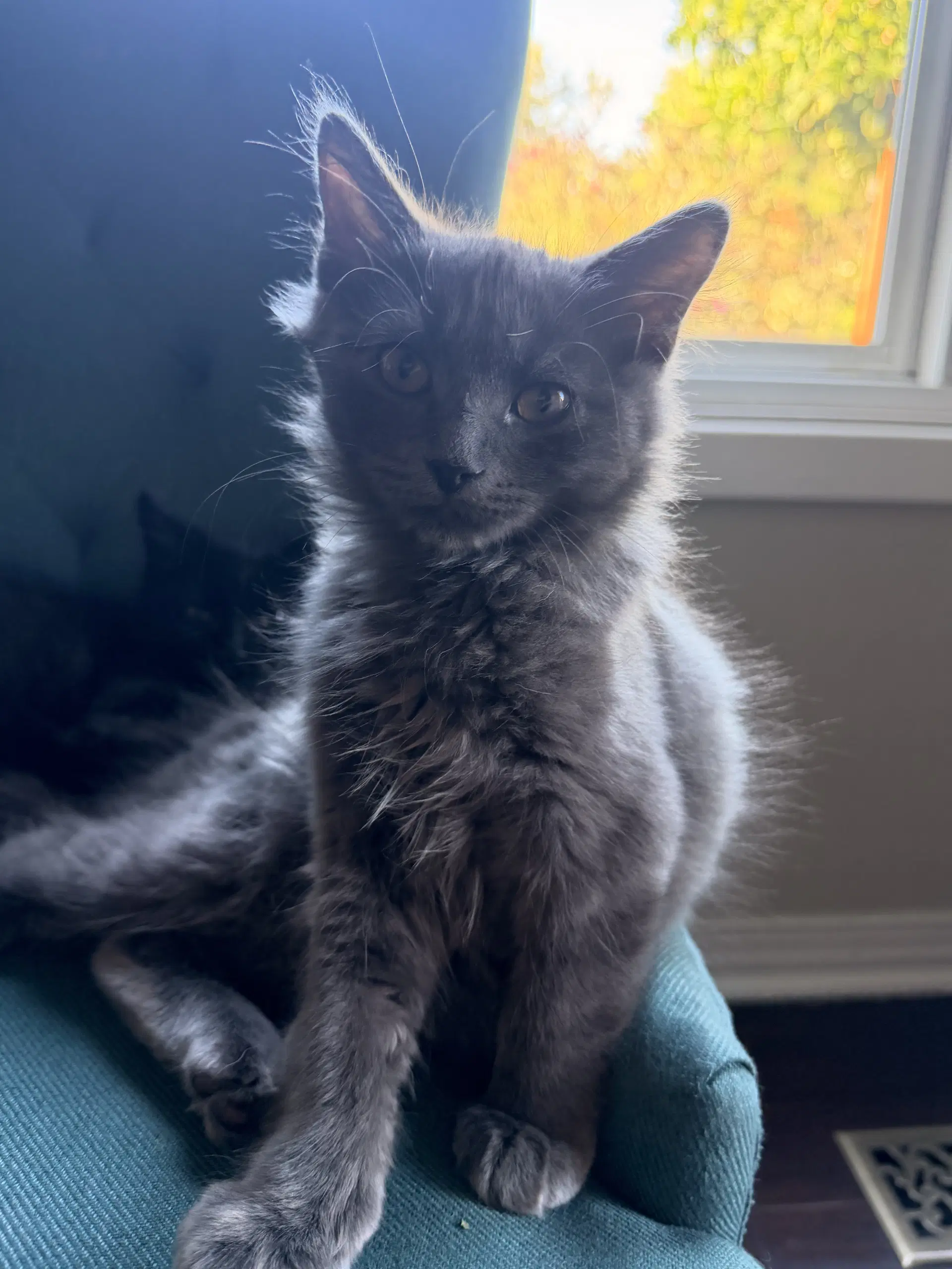 Sardine - Foodie Kitten Litter And Siblings image 3