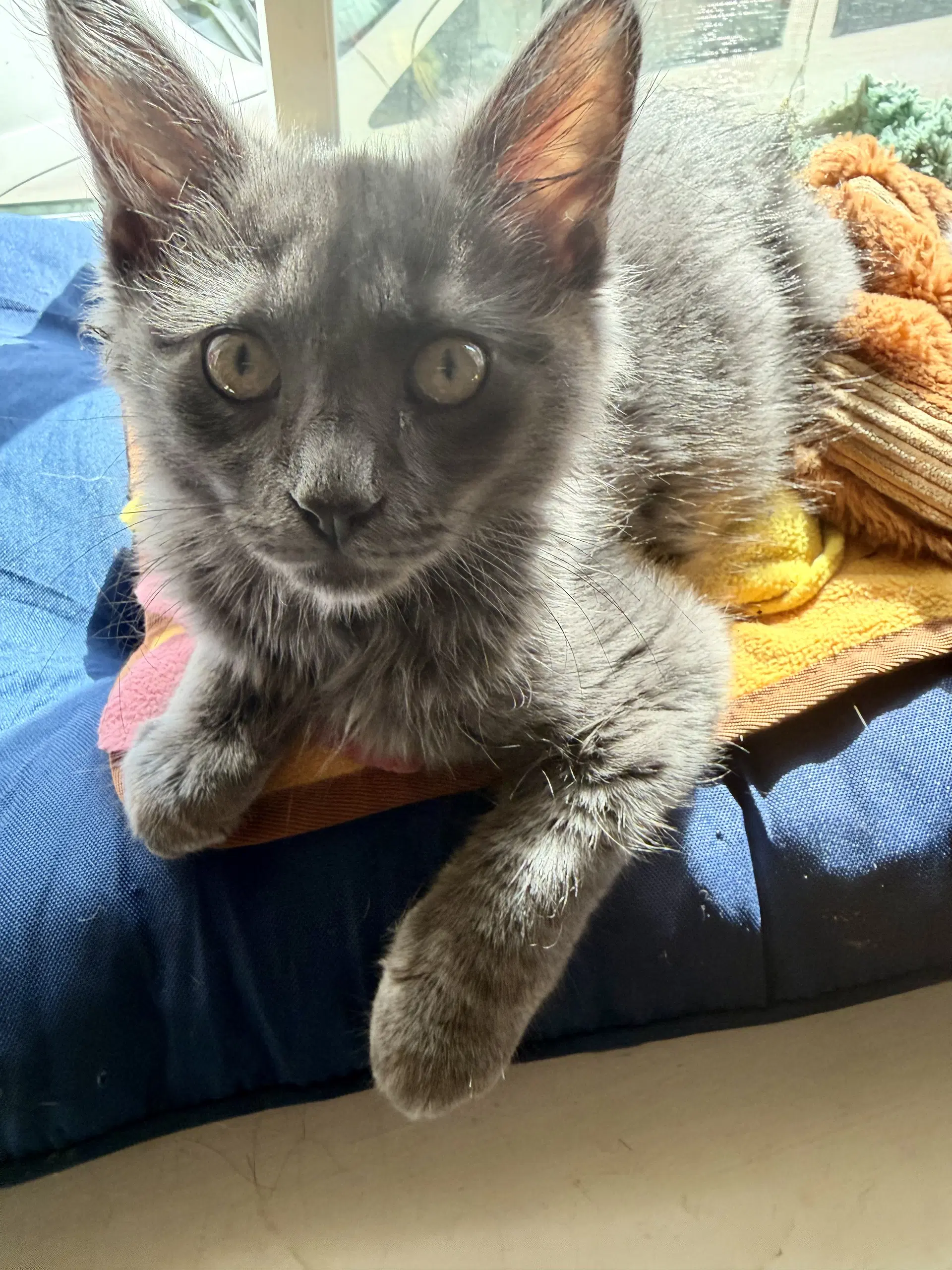 Parsnip - Foodie Litter And Siblings - Domestic Medium Hair