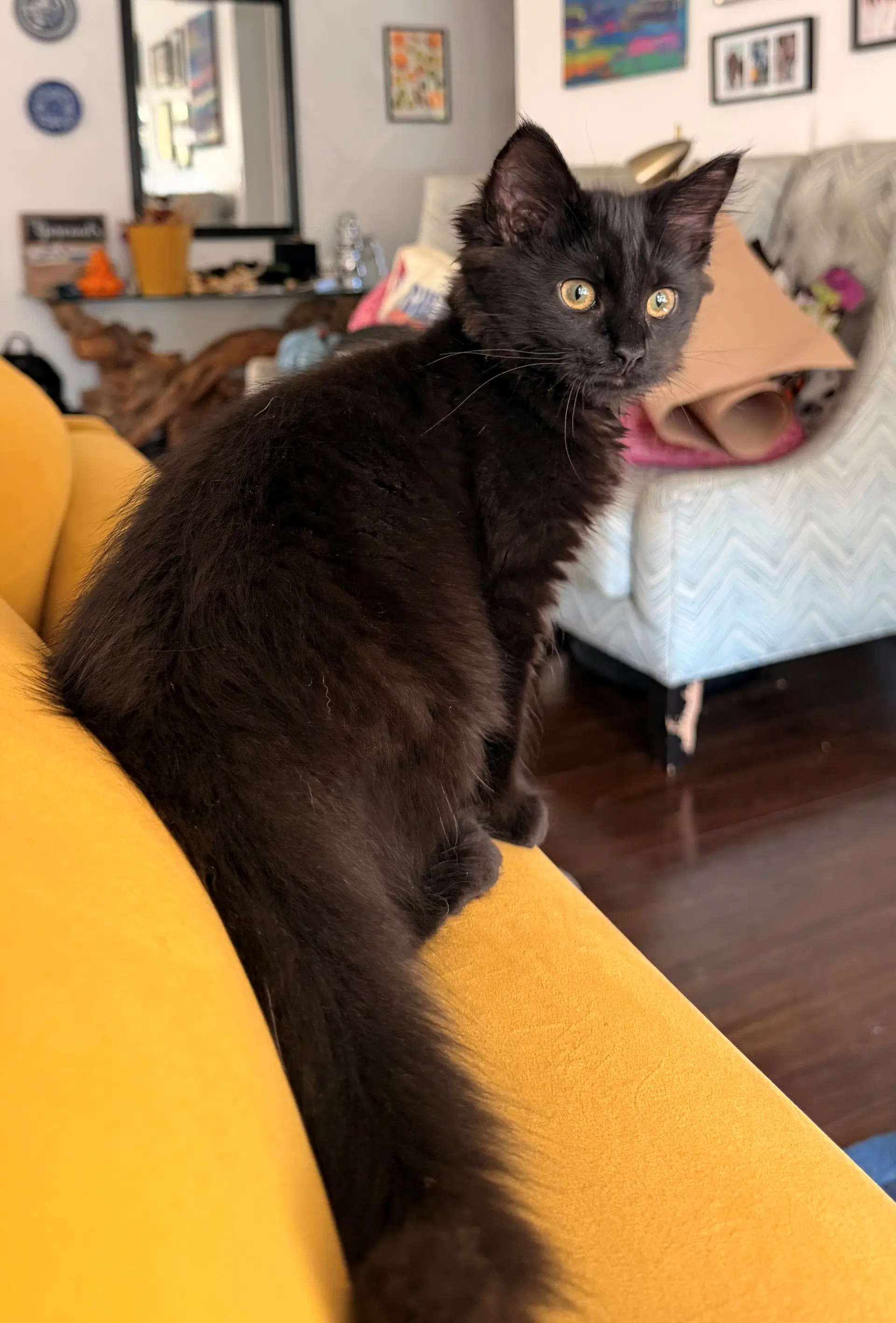 Beurre Noir - Foodie Litter - And Siblings - Domestic Medium Hair