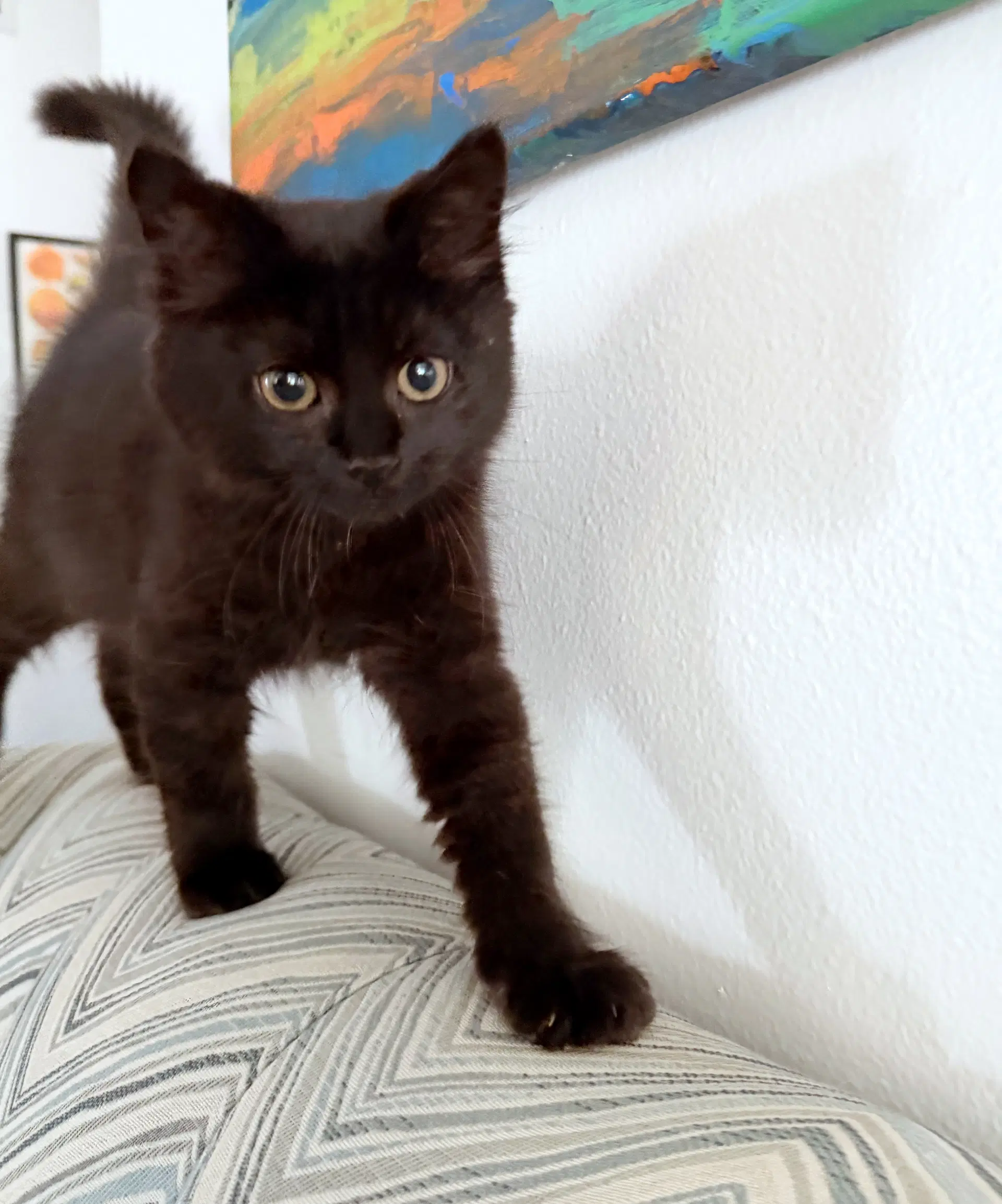 Roux - Foodie Litter And Siblings - Domestic Medium Hair