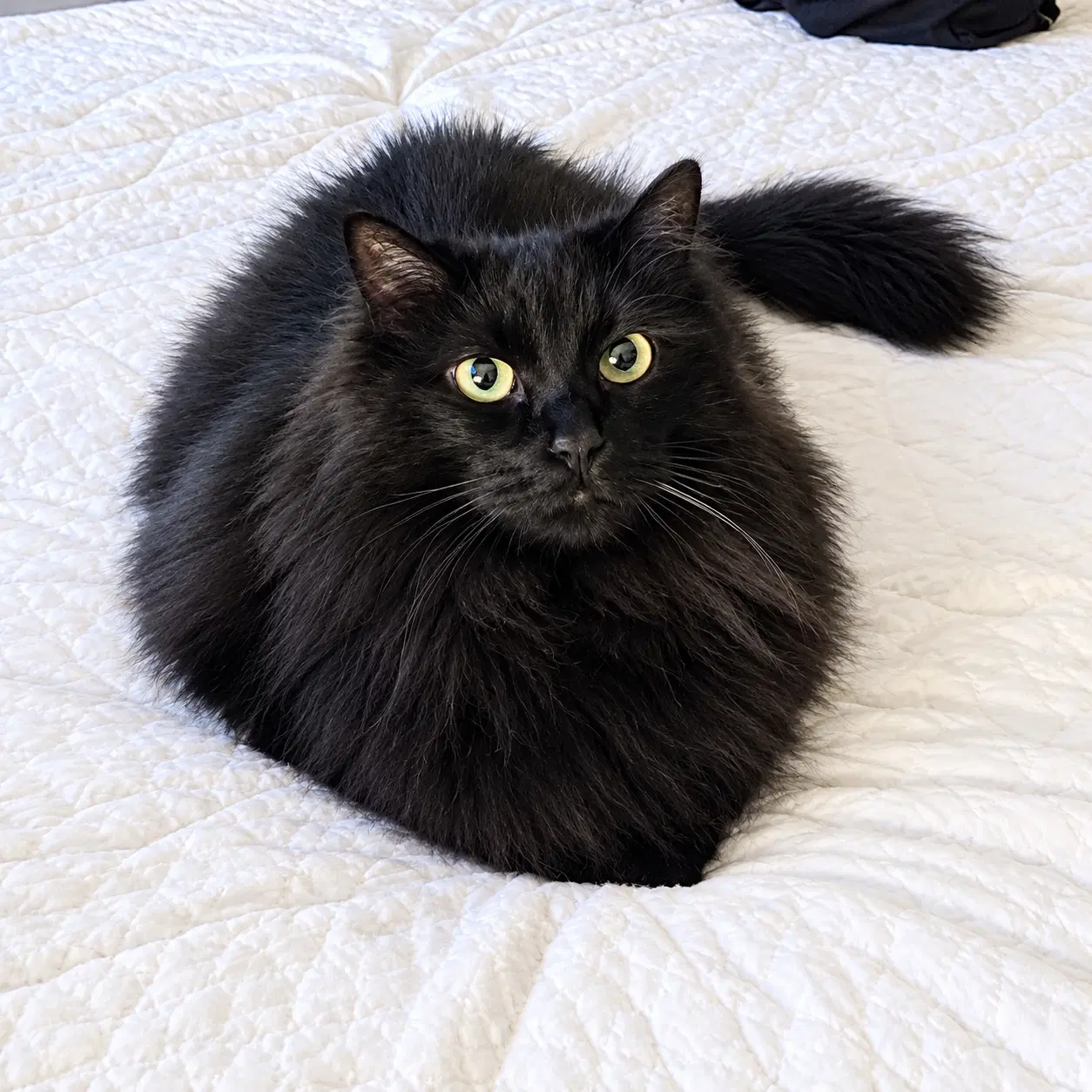 Jon Snow  Pepper  -Offered By Owner - Bonded image 2