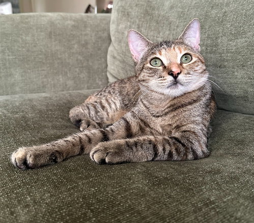 BEAR #2030 - Offered by Owner - Young Female, a cat for adoption from Cat's Cradle Rescue