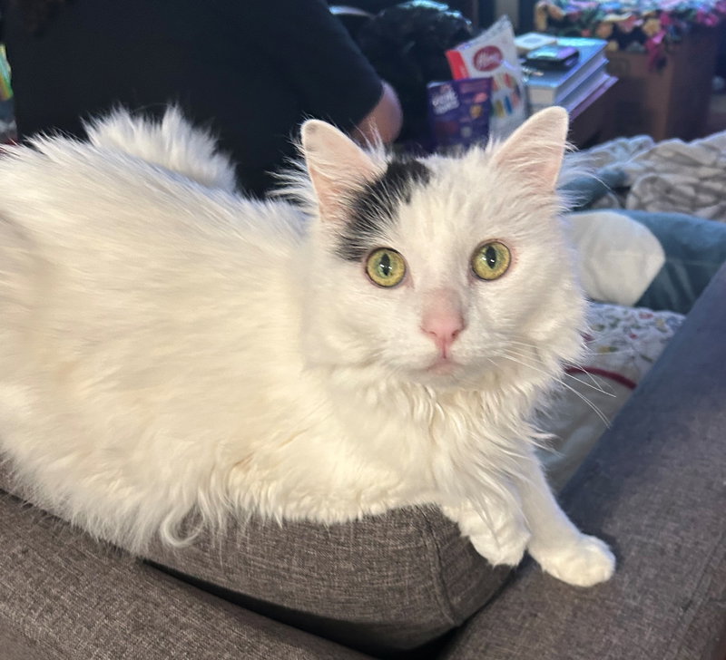 Clementine, a senior female cat up for adoption