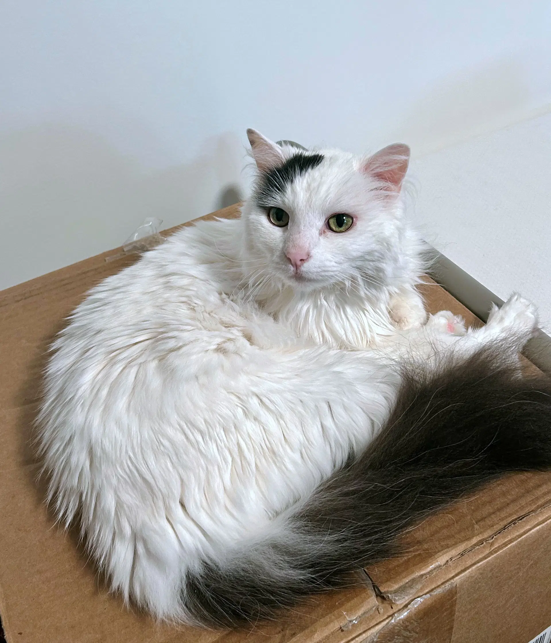 Clementine - Offered By Owner - Senior Beauty image 4