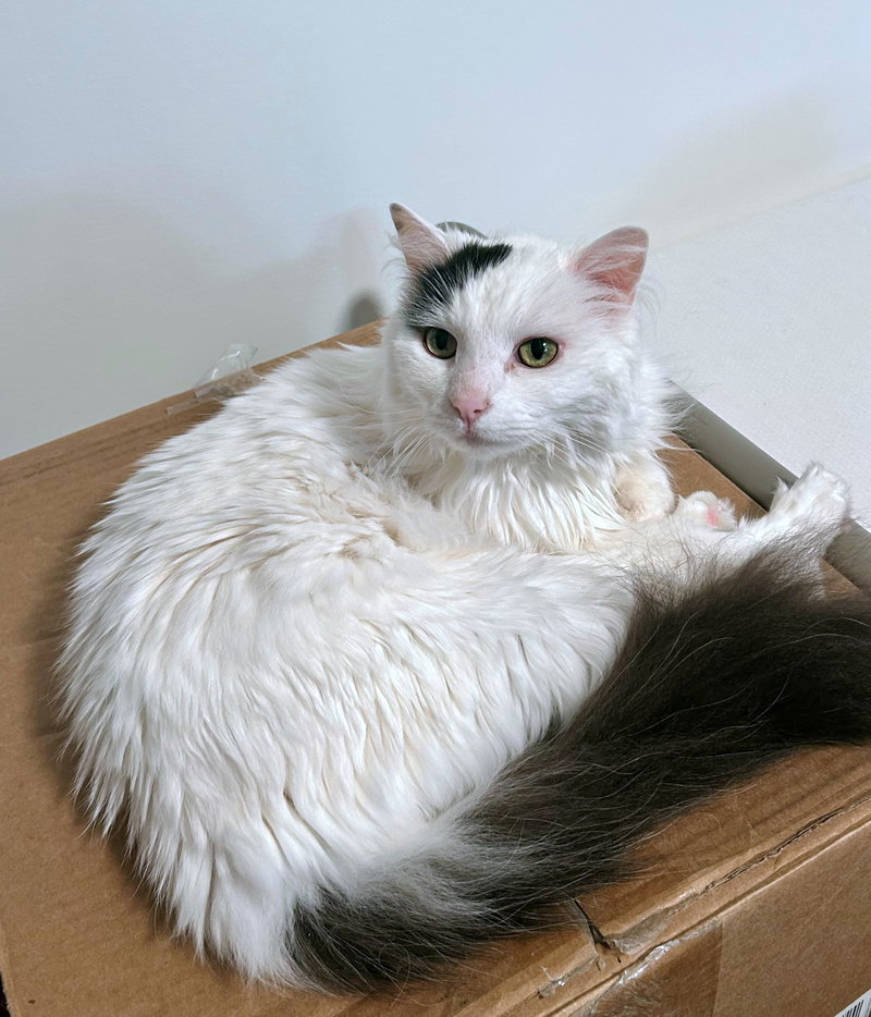 Clementine, photo 4