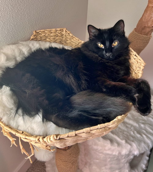 BEEF #2024 - Offered by Owner - Floofy Black Beaut, a cat for adoption from Cat's Cradle Rescue